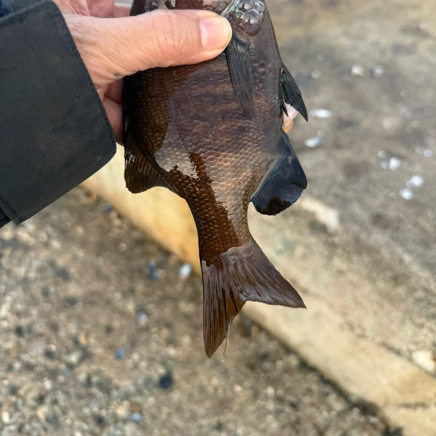 recently logged catches