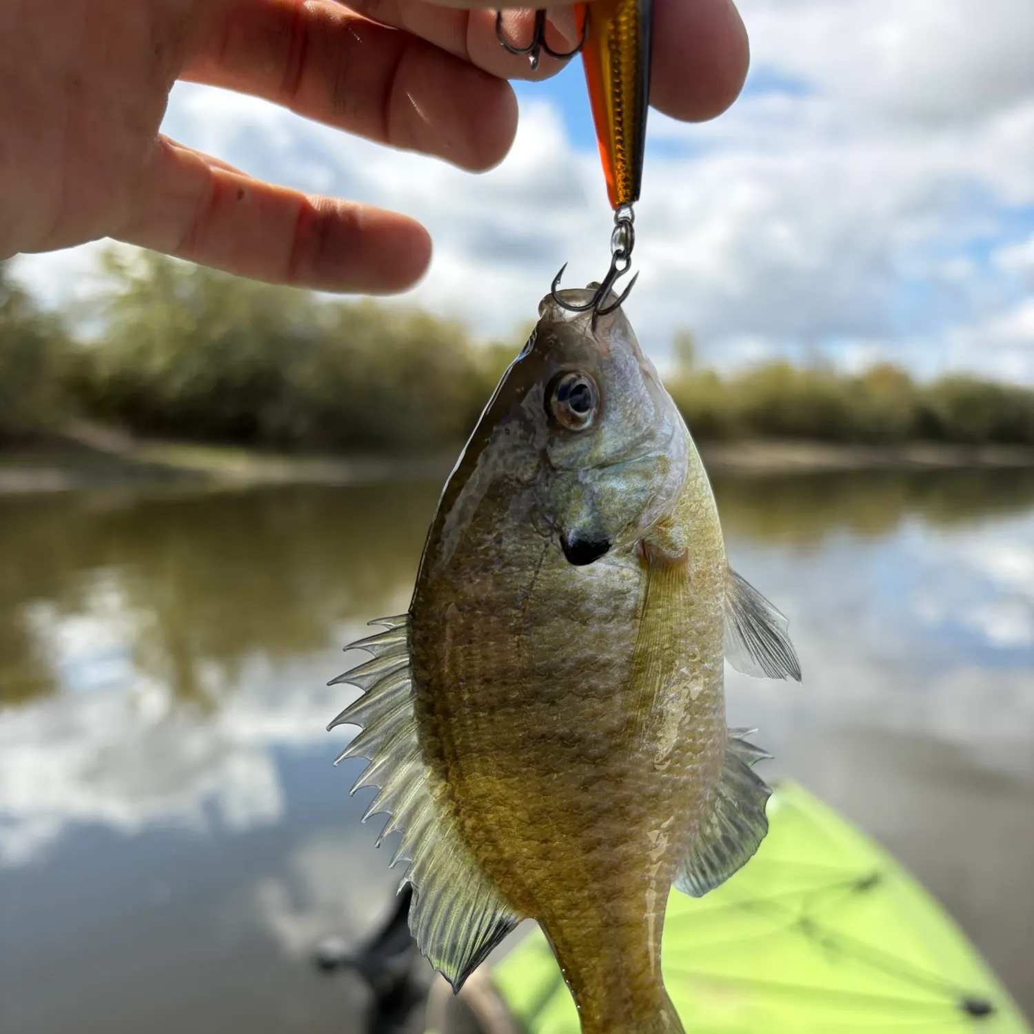 Bluegill caught on Fishbrain
