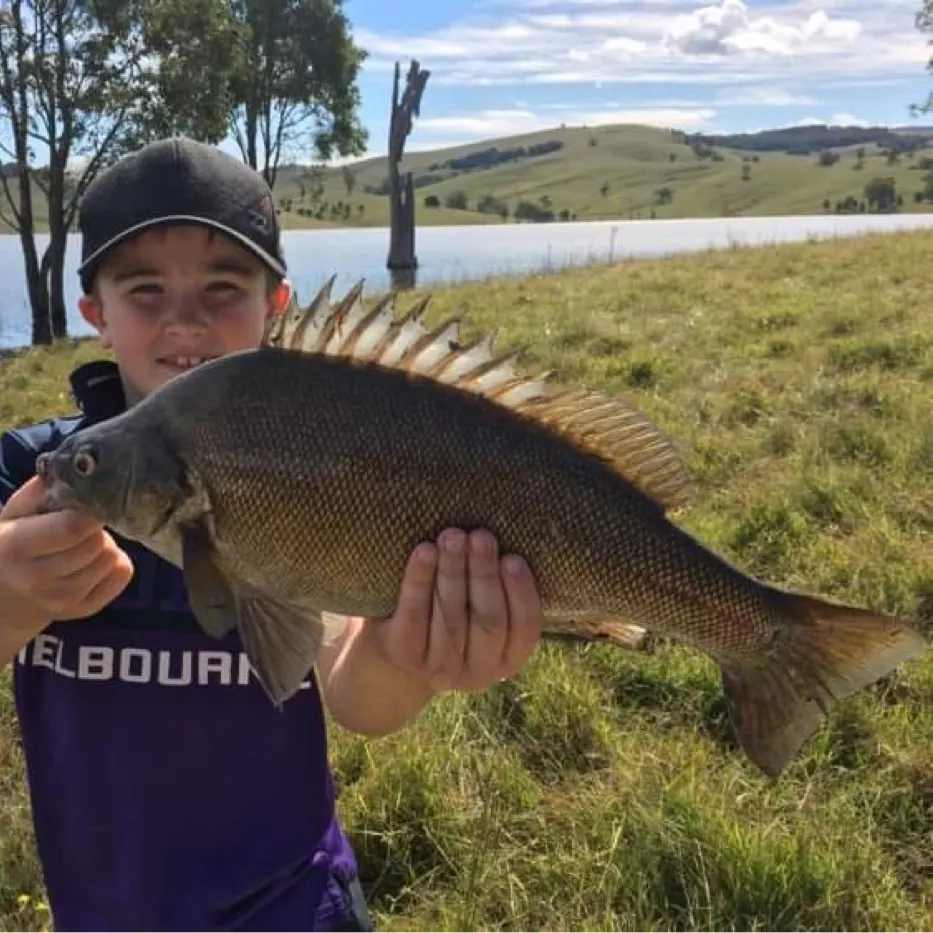 The most recent Bidyan perch catches on Fishbrain