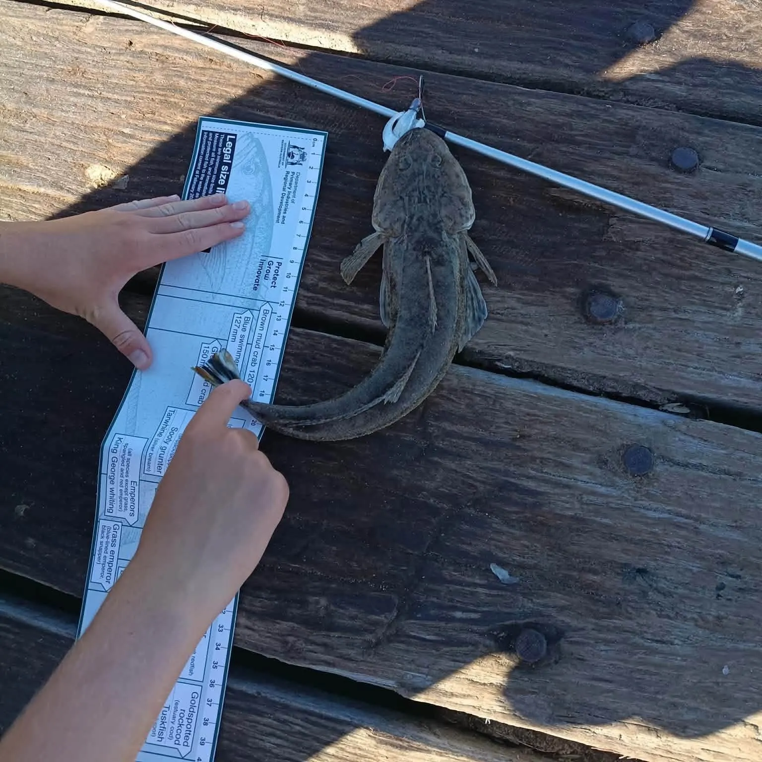 Bartail flathead caught on Fishbrain