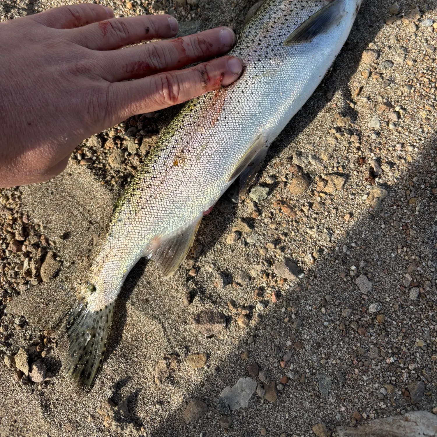 Rainbow trout caught on Fishbrain