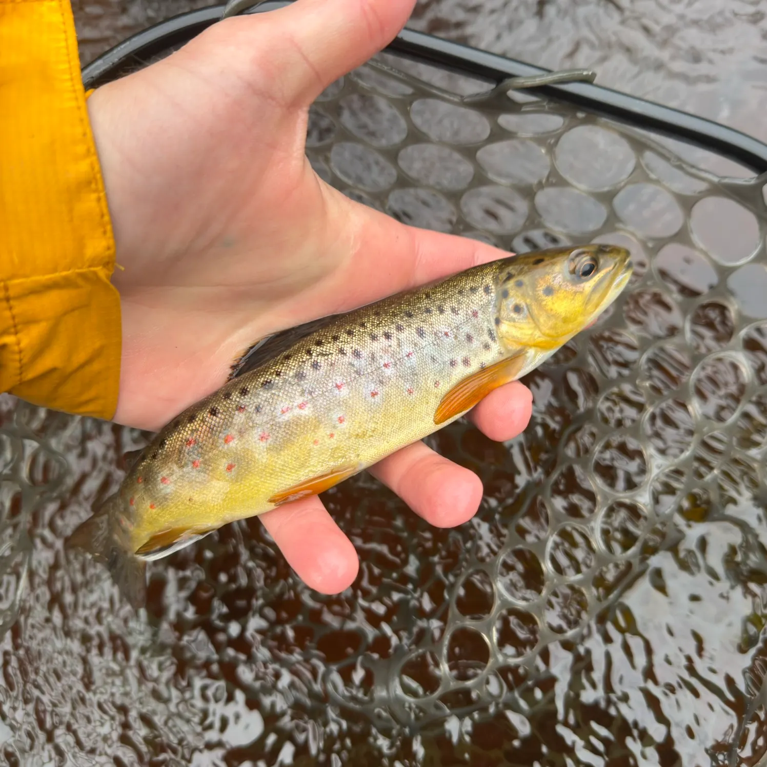 Brown trout caught on Fishbrain
