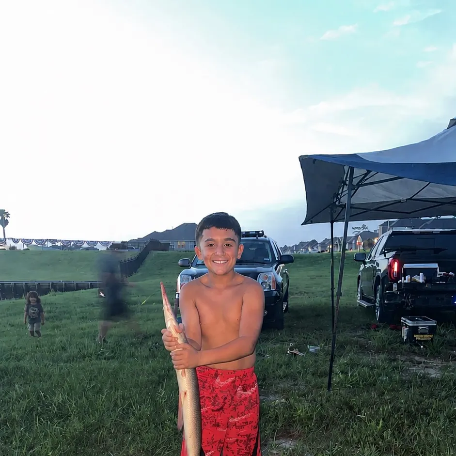 Alligator gar caught on Fishbrain