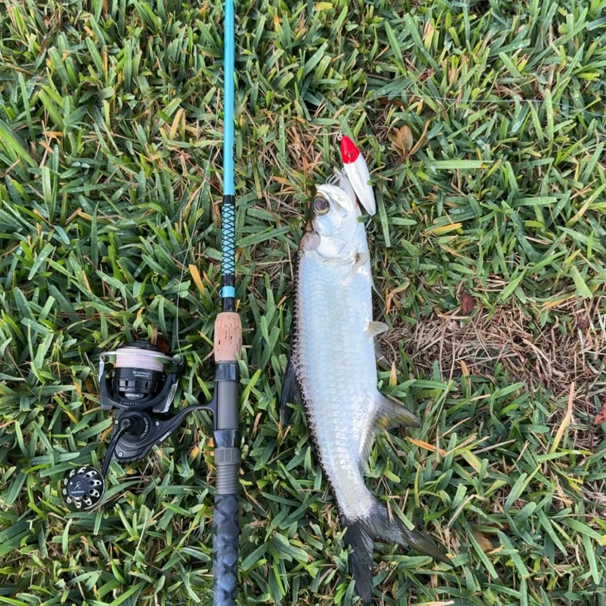 The most recent Tarpon catches on Fishbrain