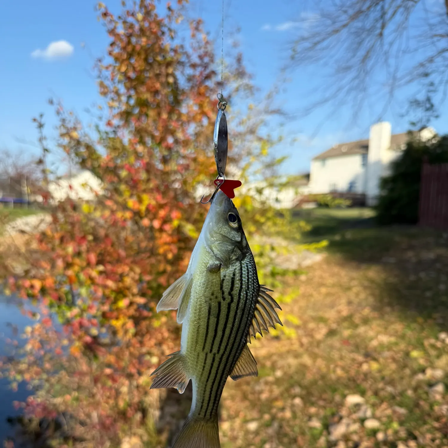 The most recent Yellow bass catches on Fishbrain