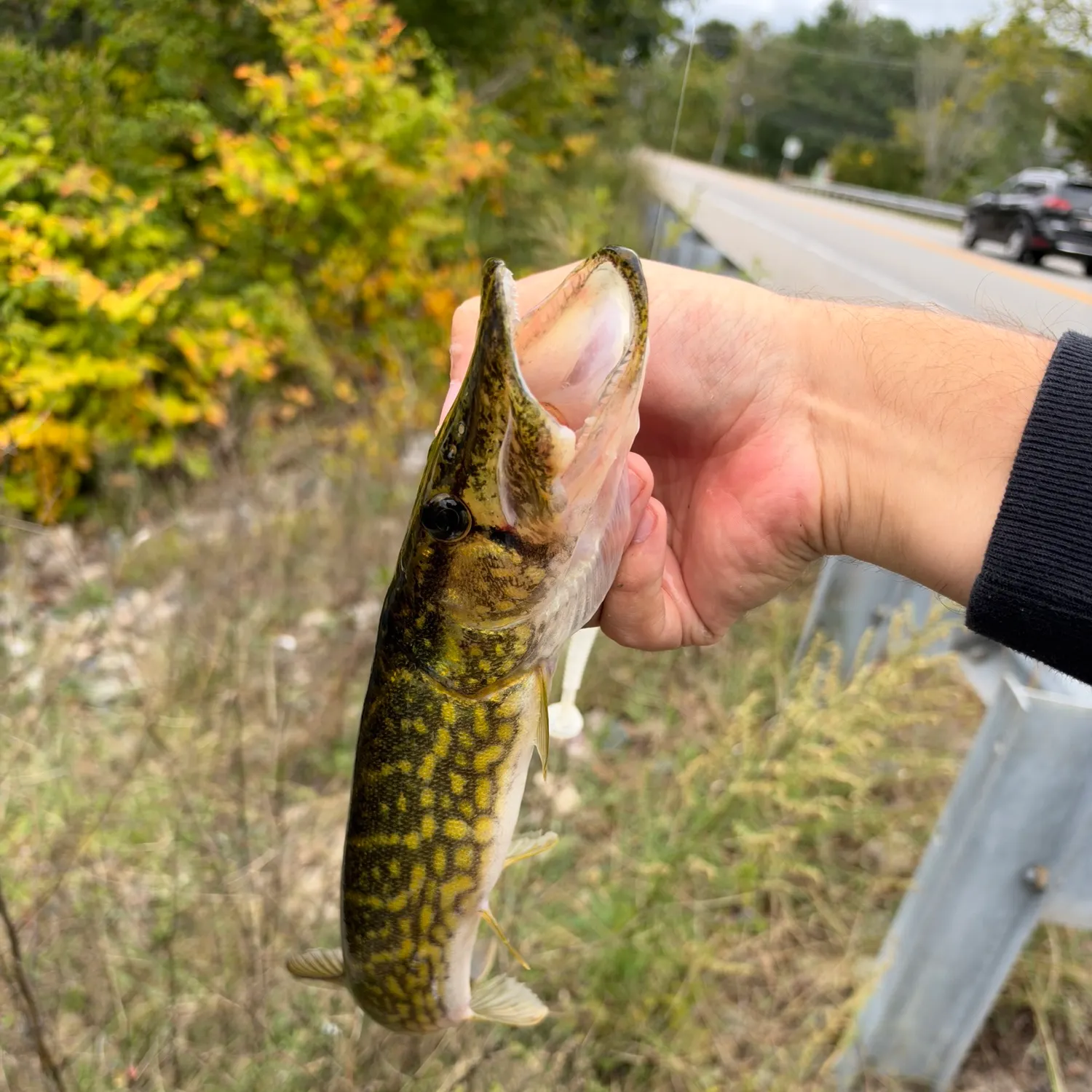 Chain pickerel caught on Fishbrain