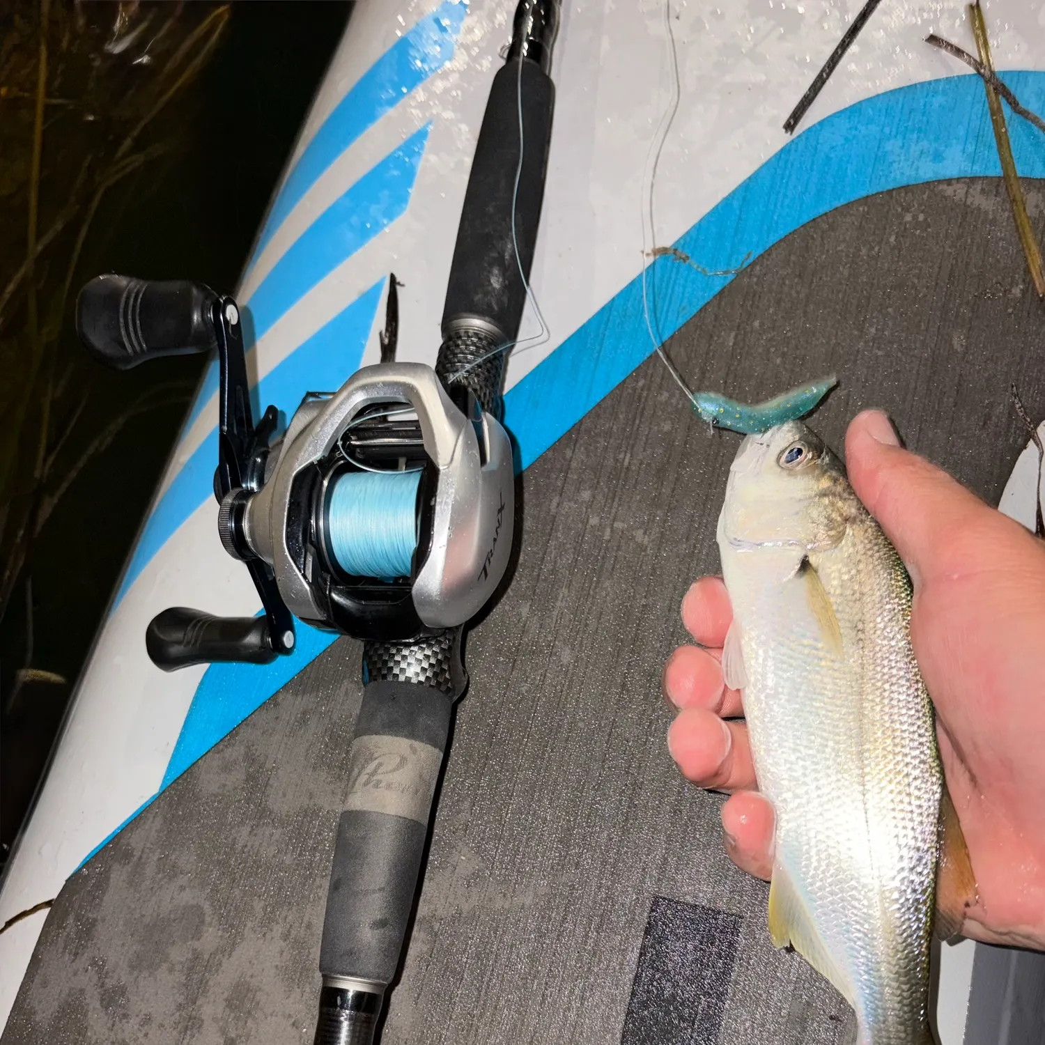 The most recent Queenfish catches on Fishbrain