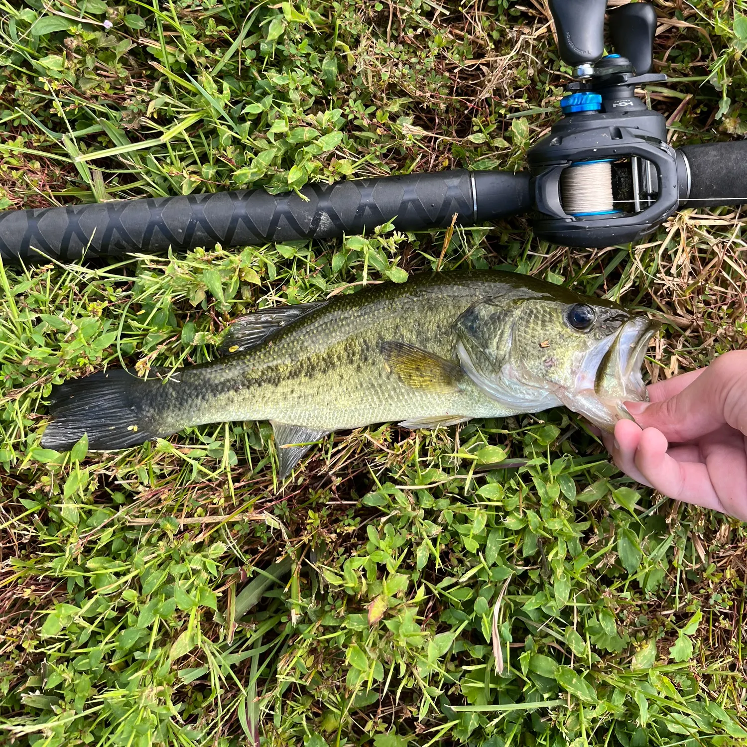Largemouth bass caught on Fishbrain