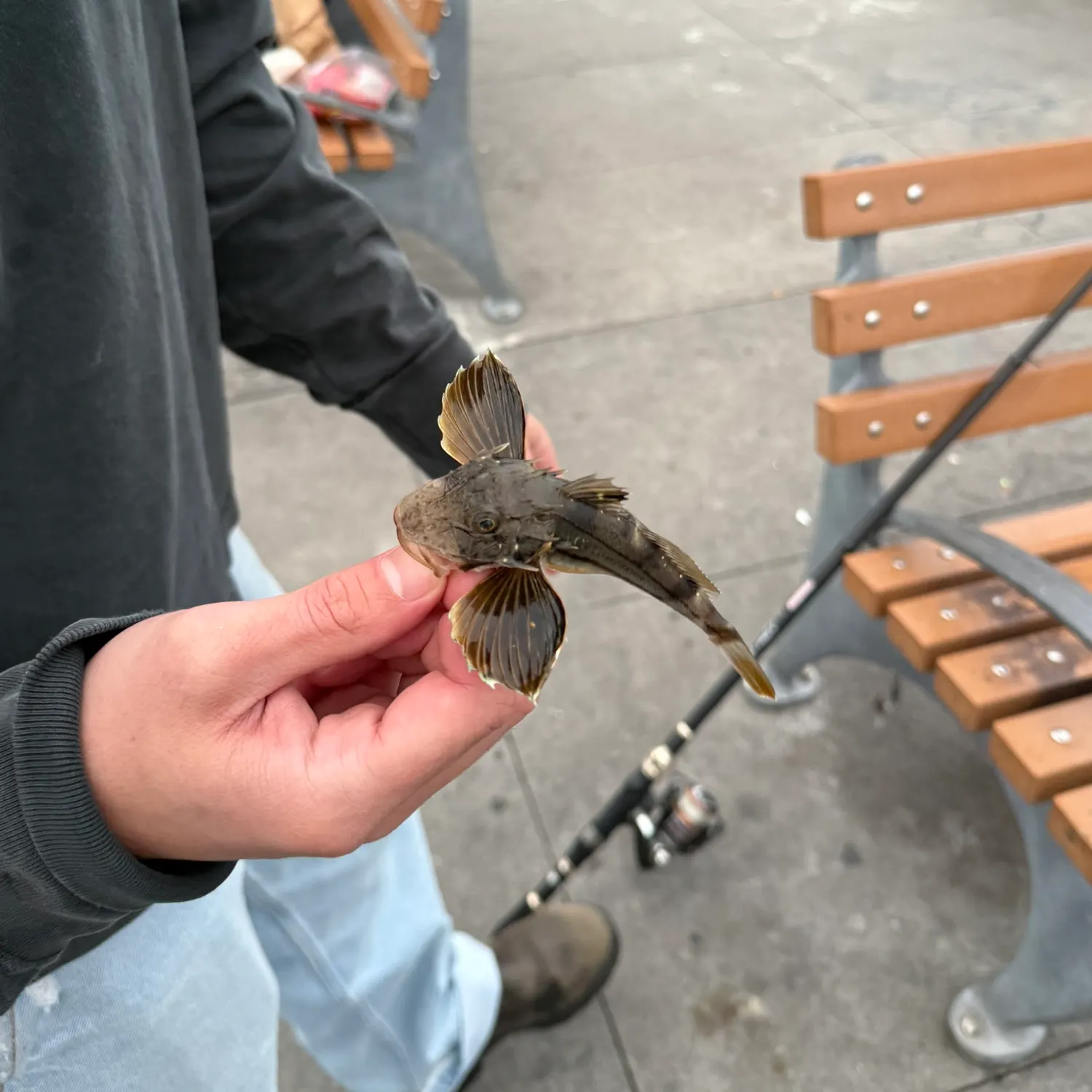 Striped searobin caught on Fishbrain