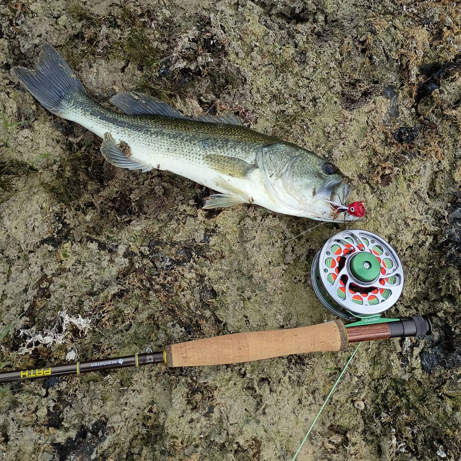 Largemouth bass caught on Fishbrain