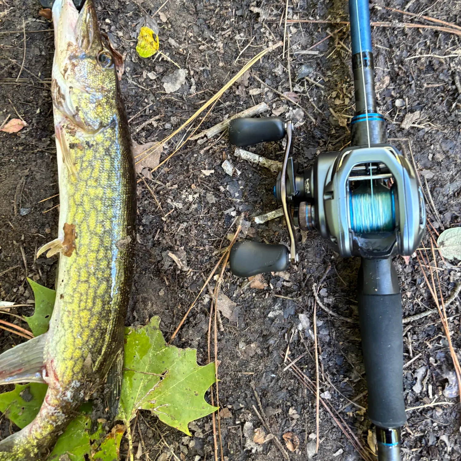 Chain pickerel caught on Fishbrain