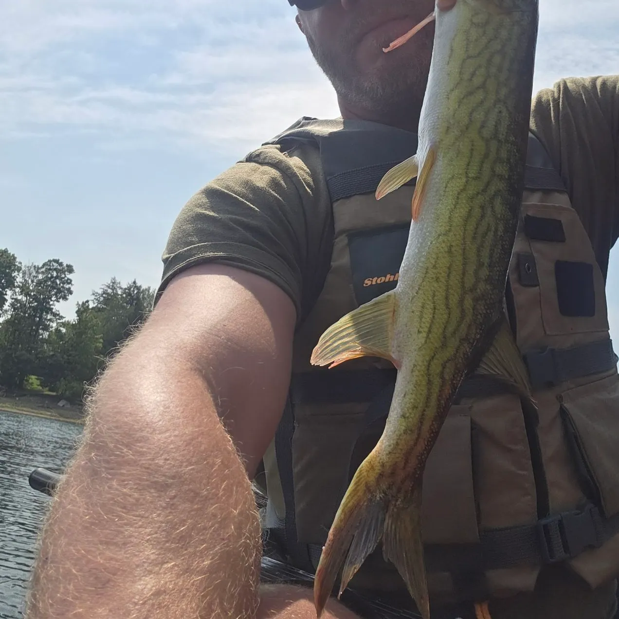 Chain pickerel caught on Fishbrain
