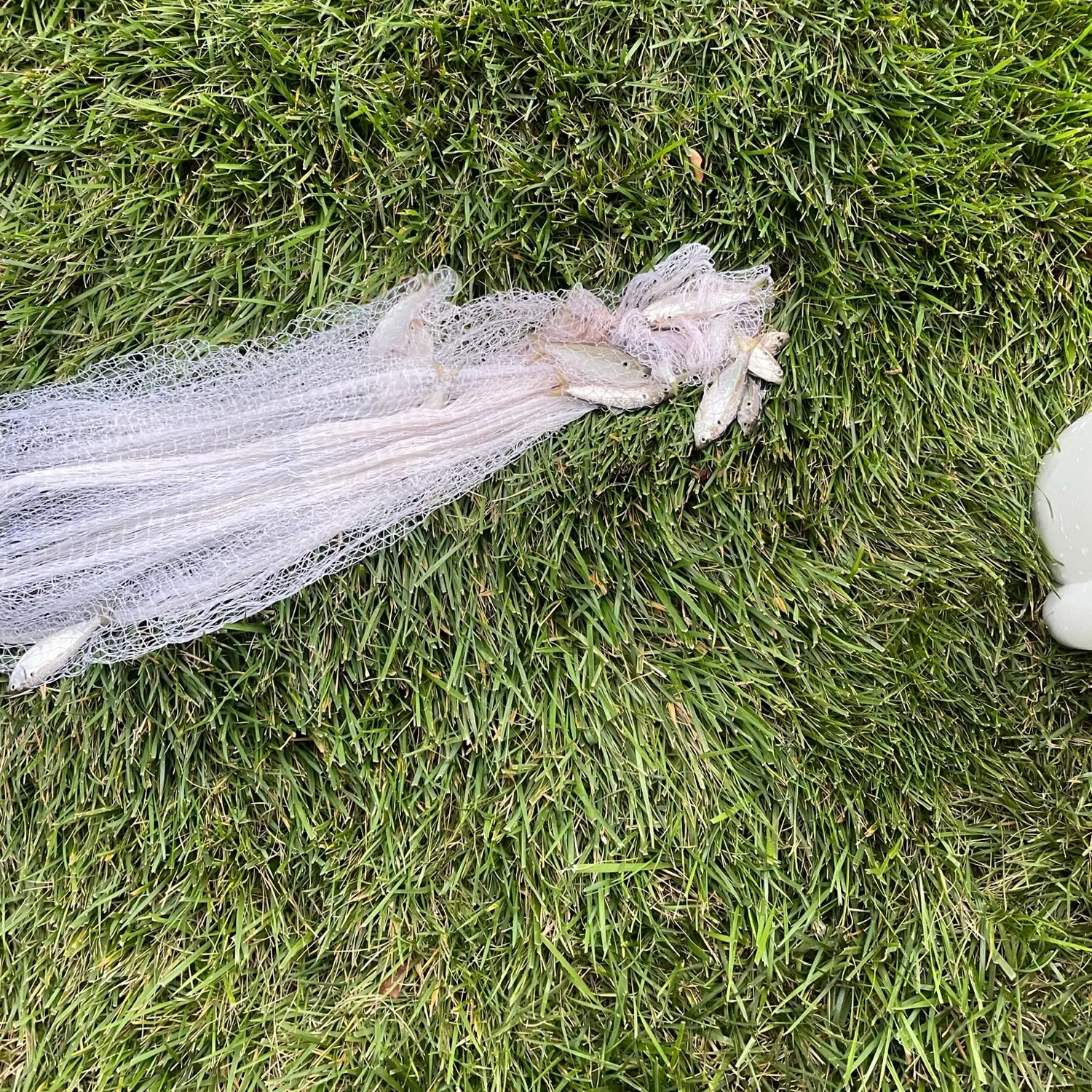 The most recent Blueback shad catches on Fishbrain