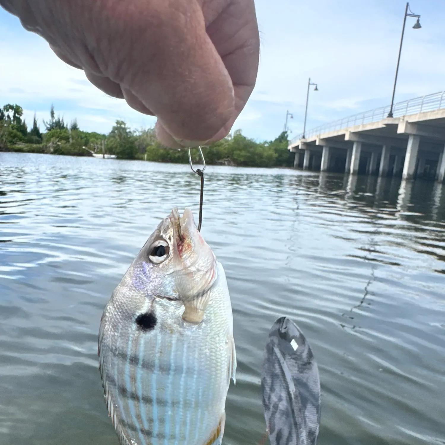 Spot croaker caught on Fishbrain