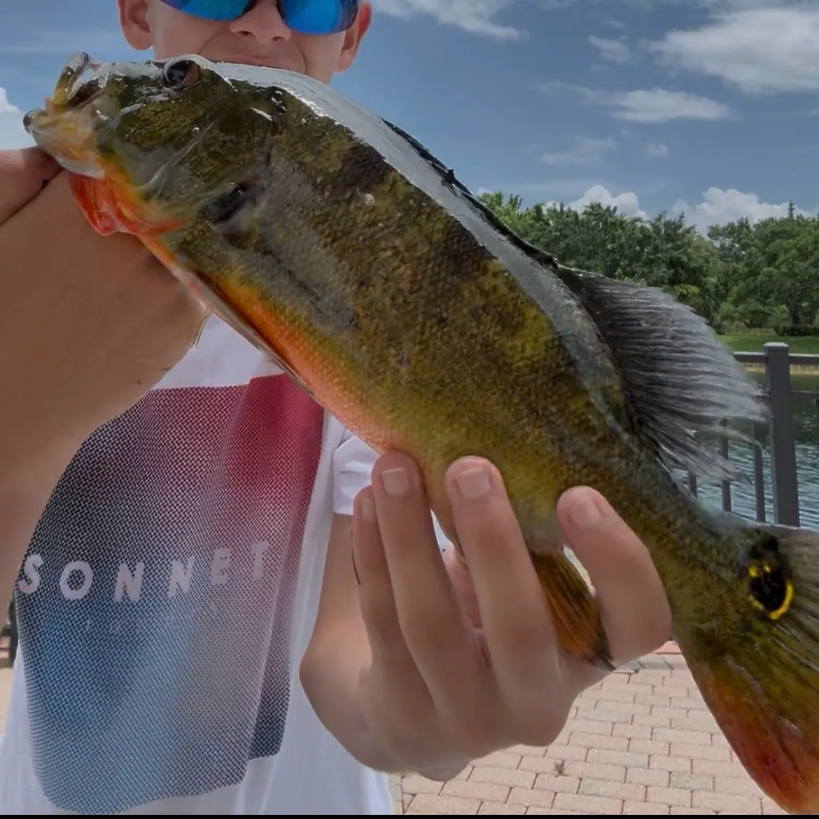 The most recent Butterfly peacock bass catches on Fishbrain