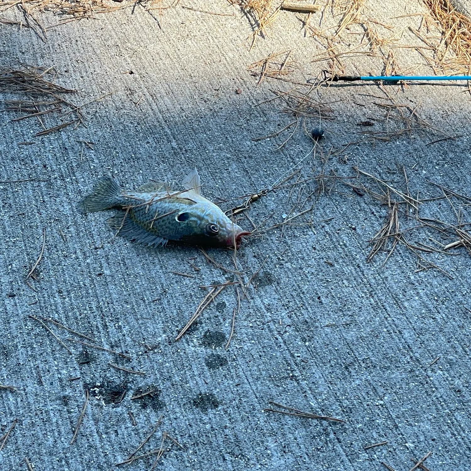 Bluegill caught on Fishbrain