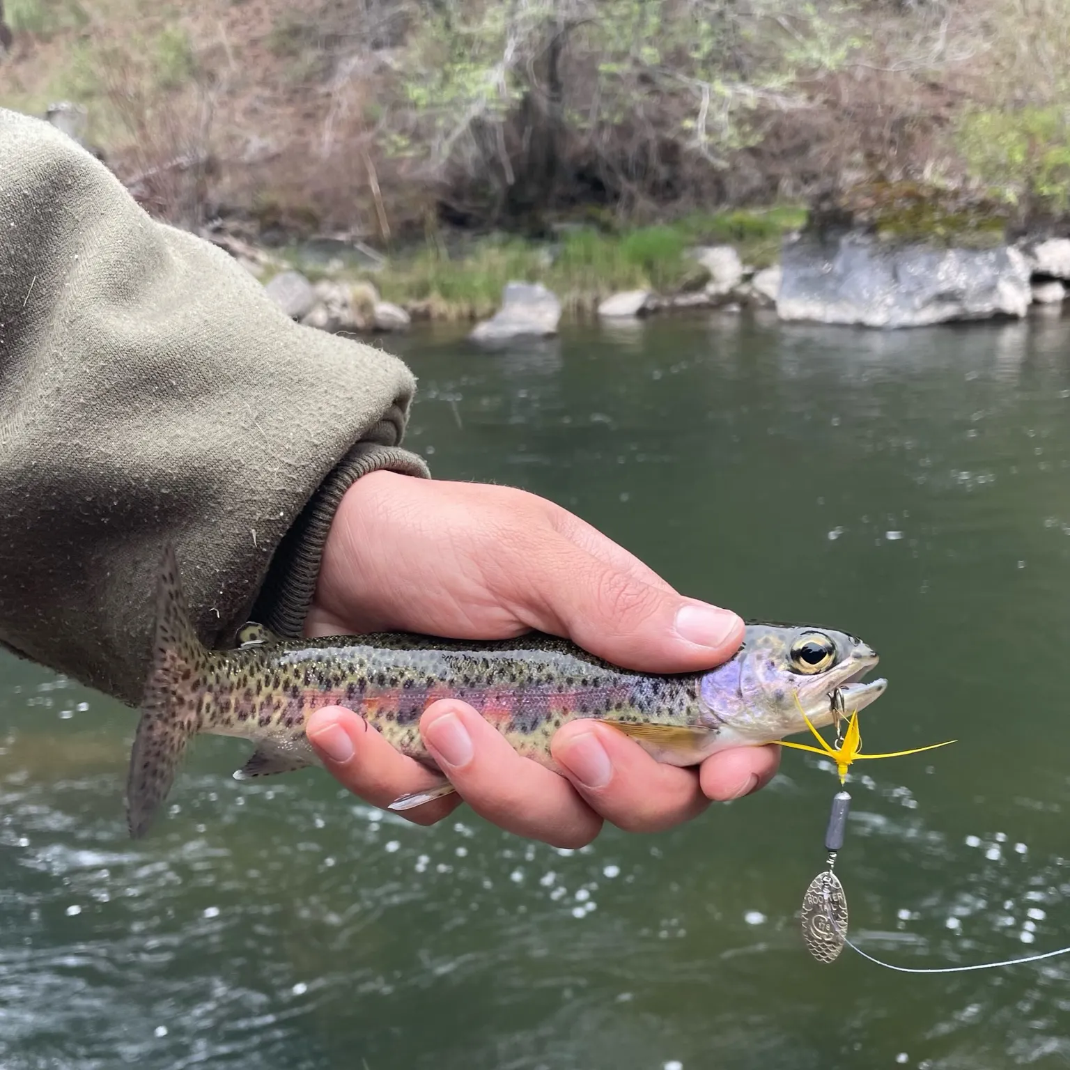 The most recent Great basin redband trout catches on Fishbrain
