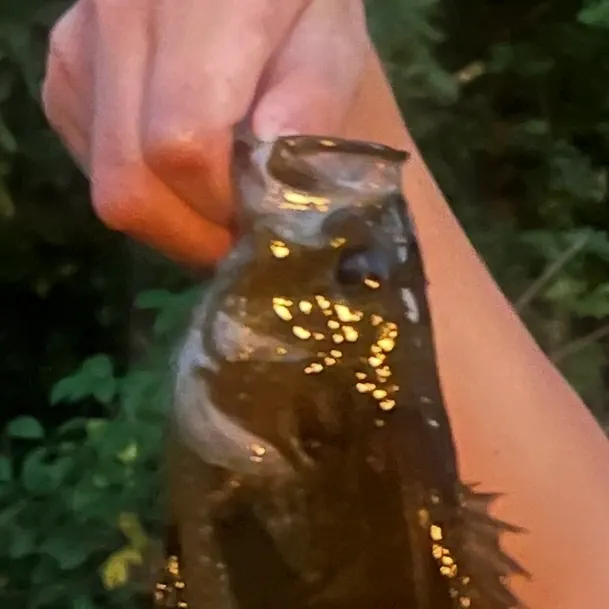 The most recent Wargill hybrid catches on Fishbrain