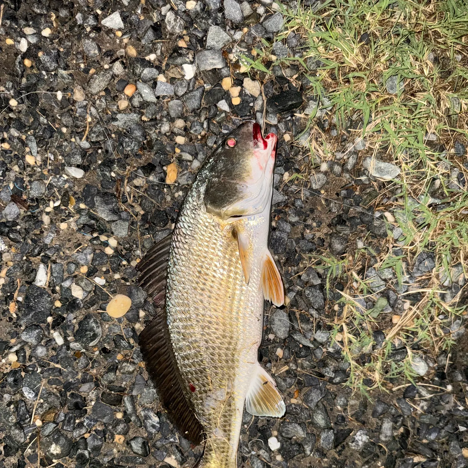 Red drum caught on Fishbrain