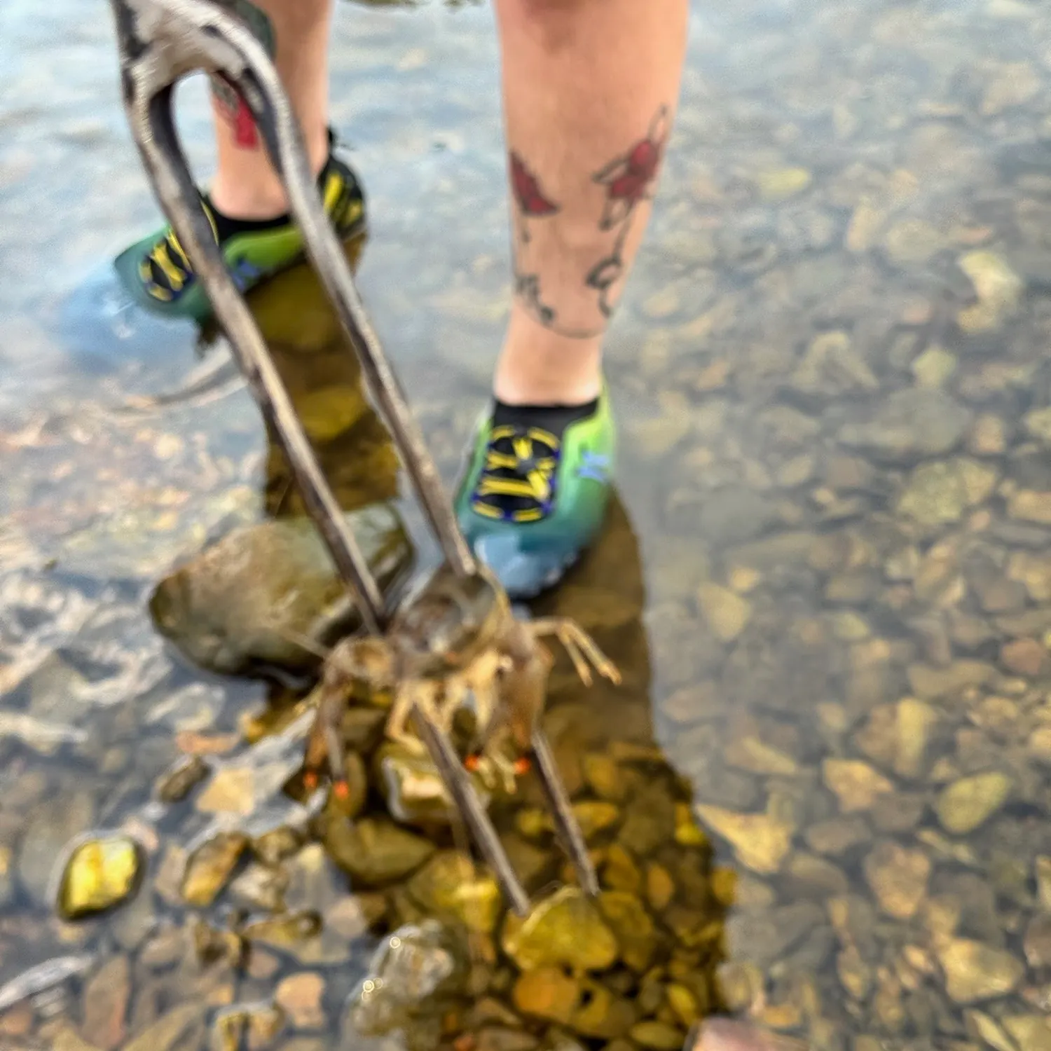 Fish caught on Fishbrain