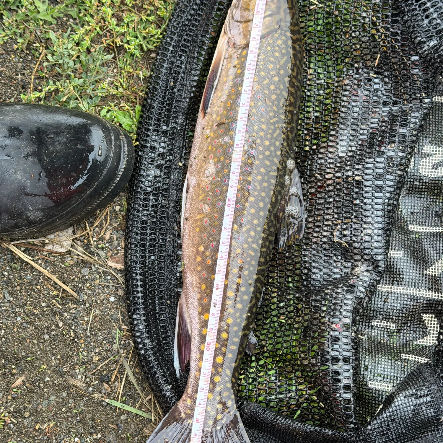 Brook trout caught on Fishbrain