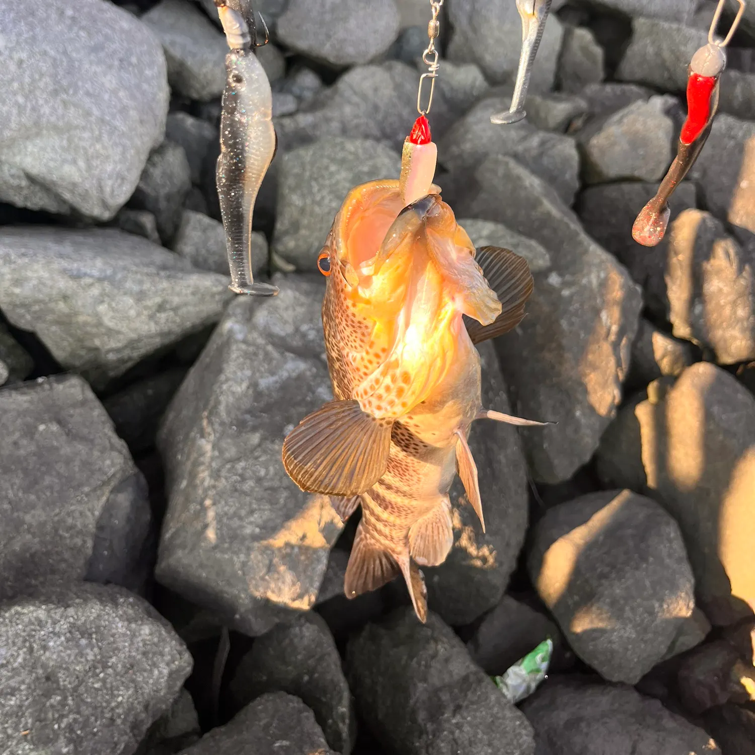 recently logged catches