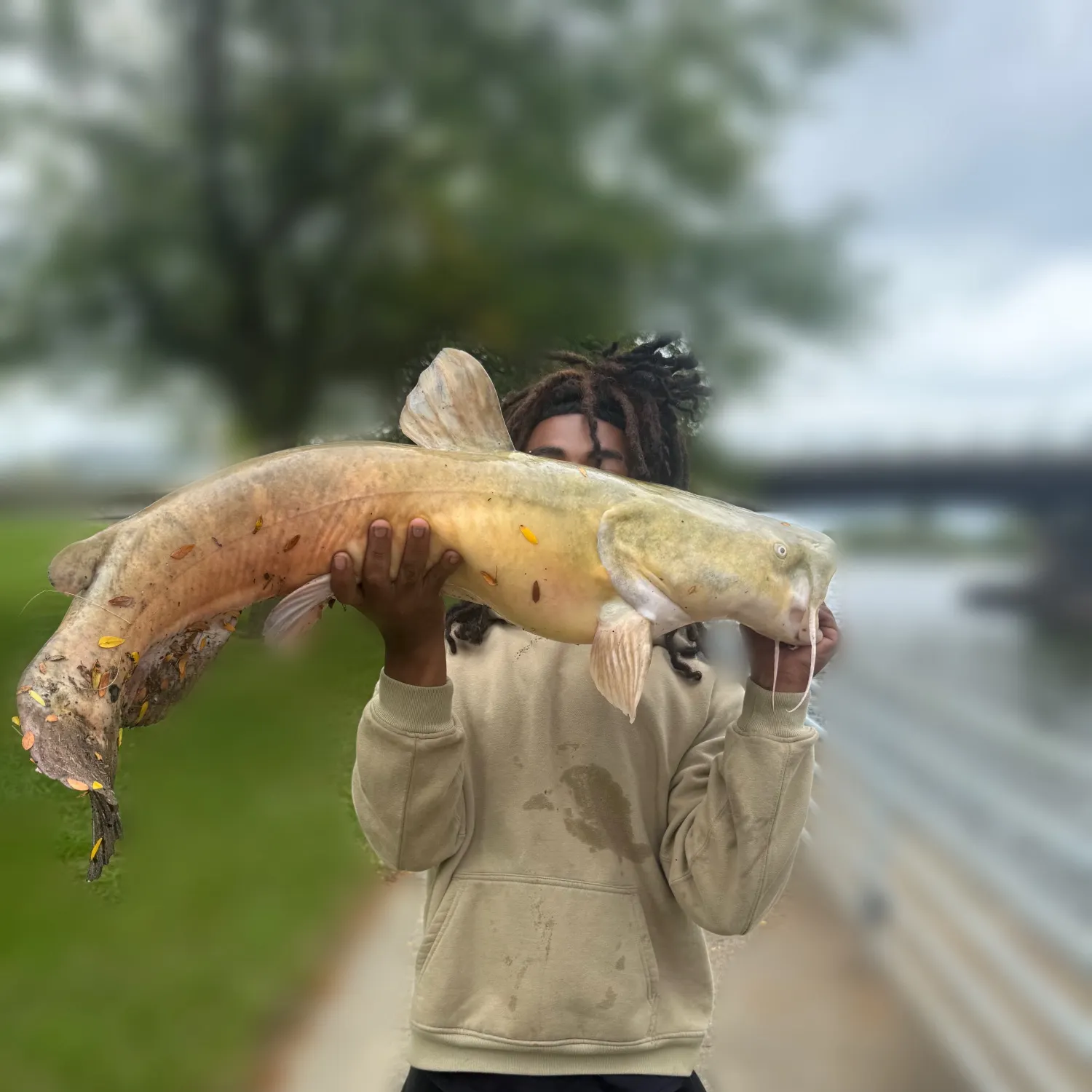 Flathead catfish caught on Fishbrain