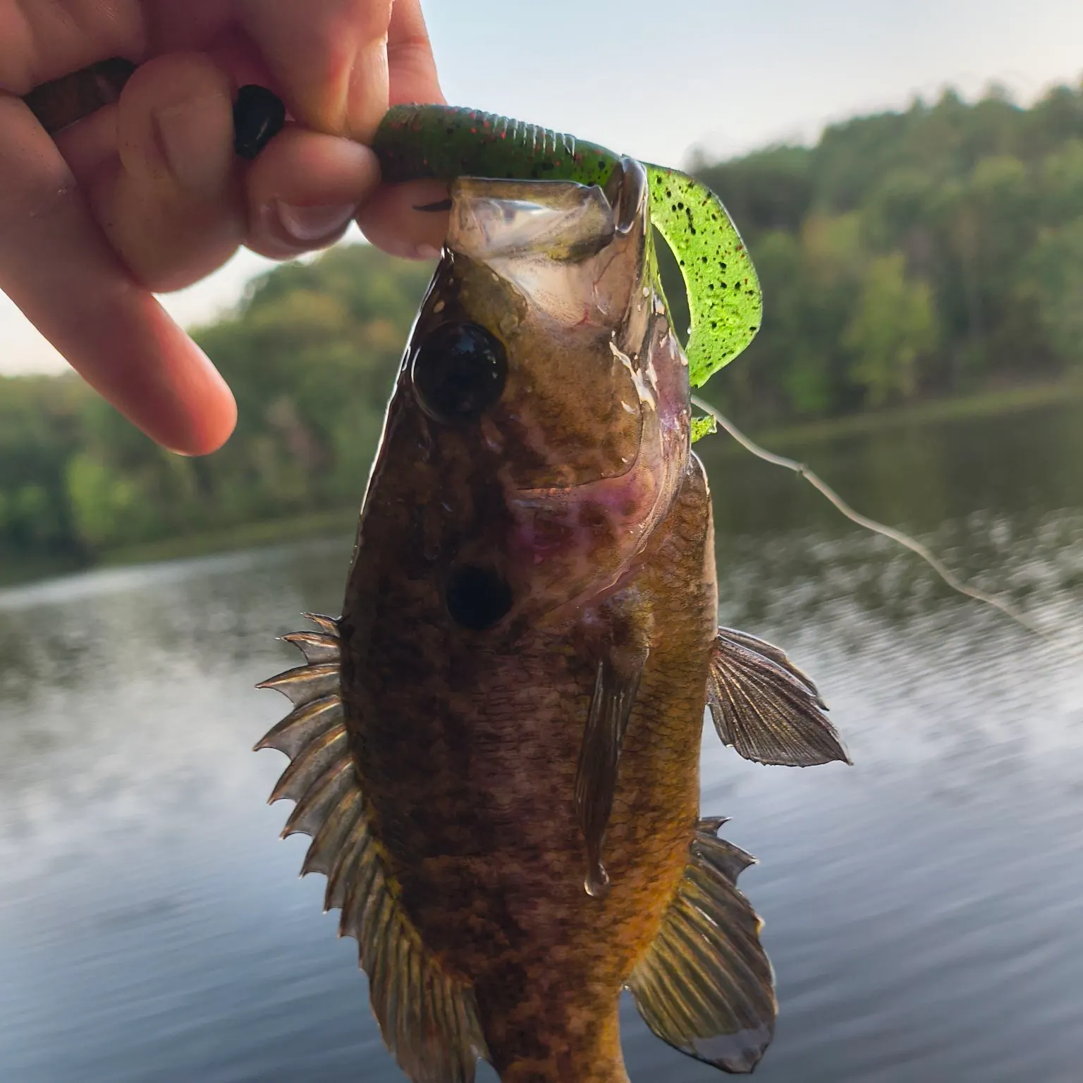 Warmouth caught on Fishbrain