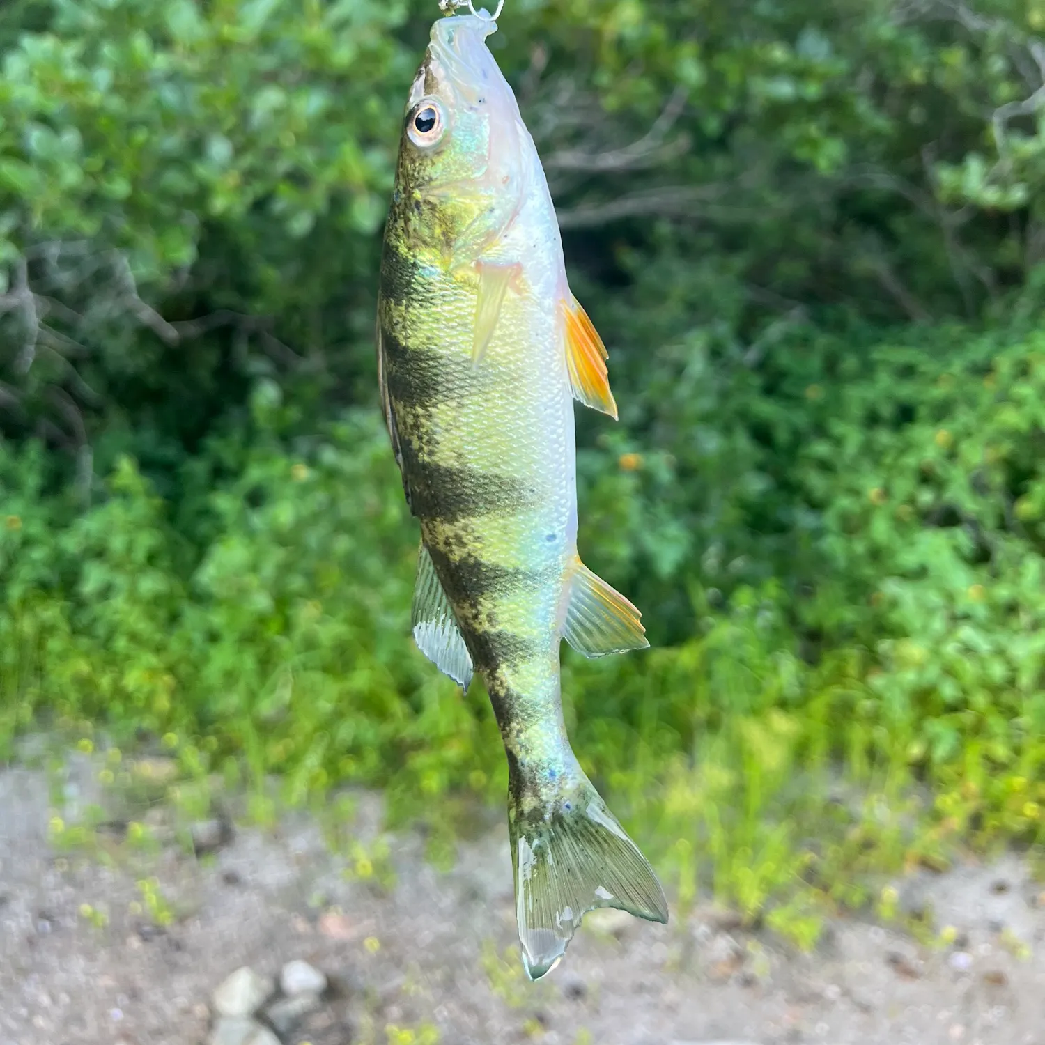 Yellow perch caught on Fishbrain