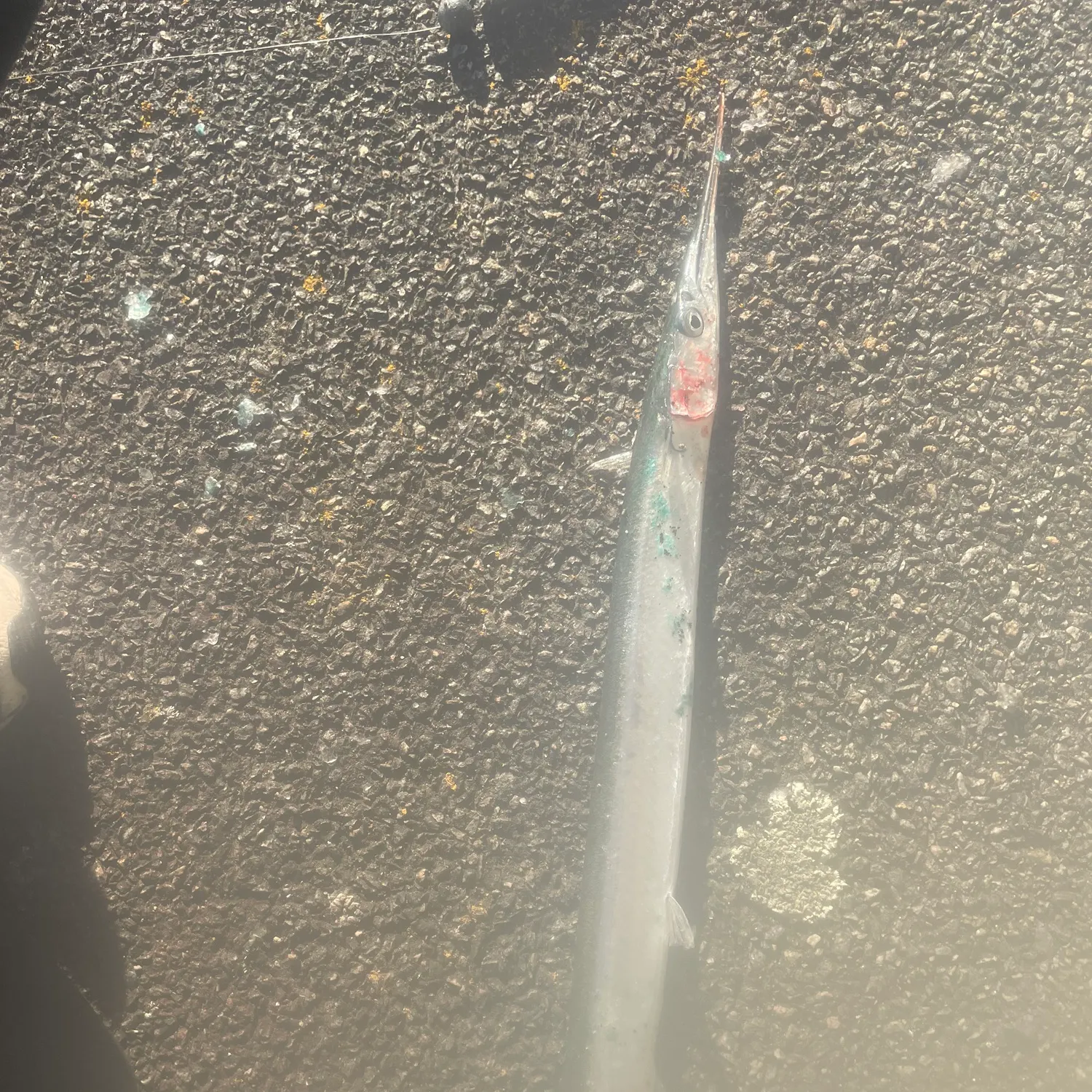 The most recent European garfish catches on Fishbrain