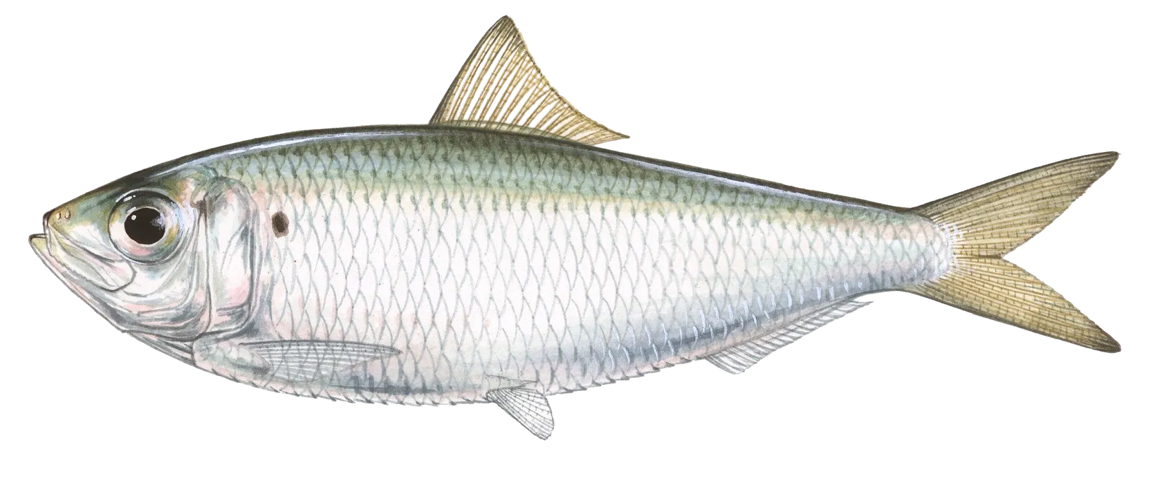 Scaled herring
