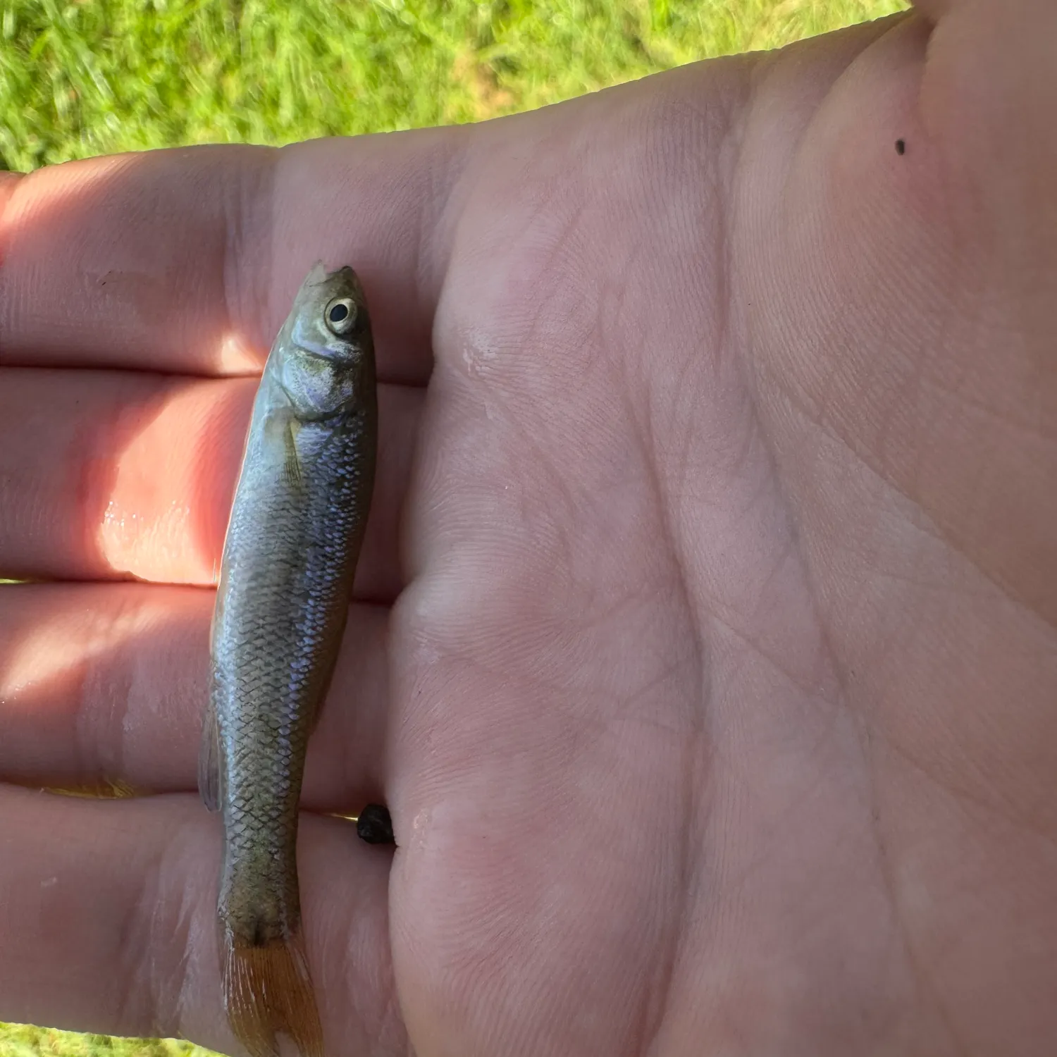 Creek chub caught on Fishbrain