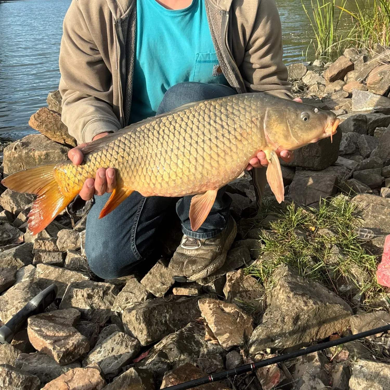 Common carp caught on Fishbrain