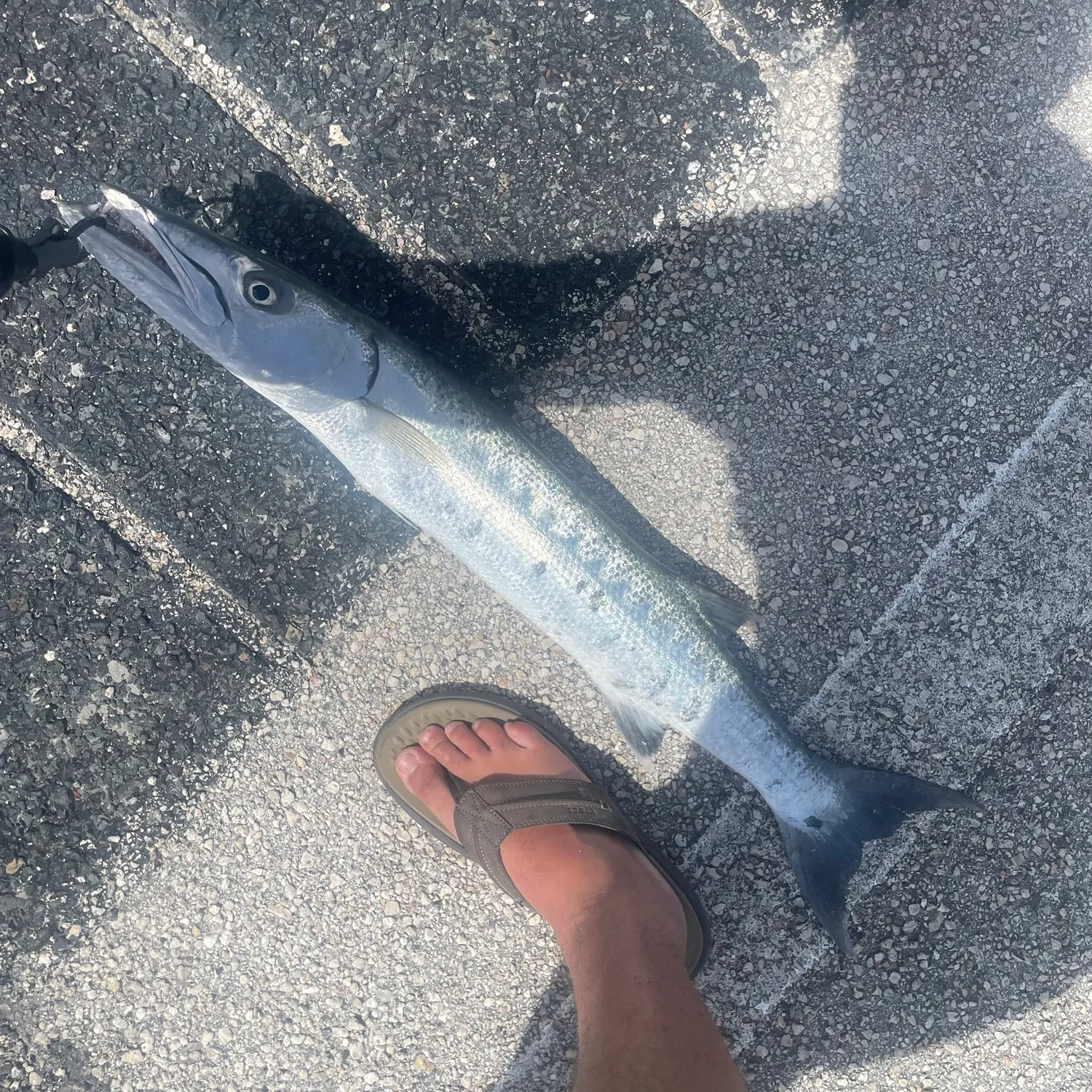 The most recent Great barracuda catches on Fishbrain