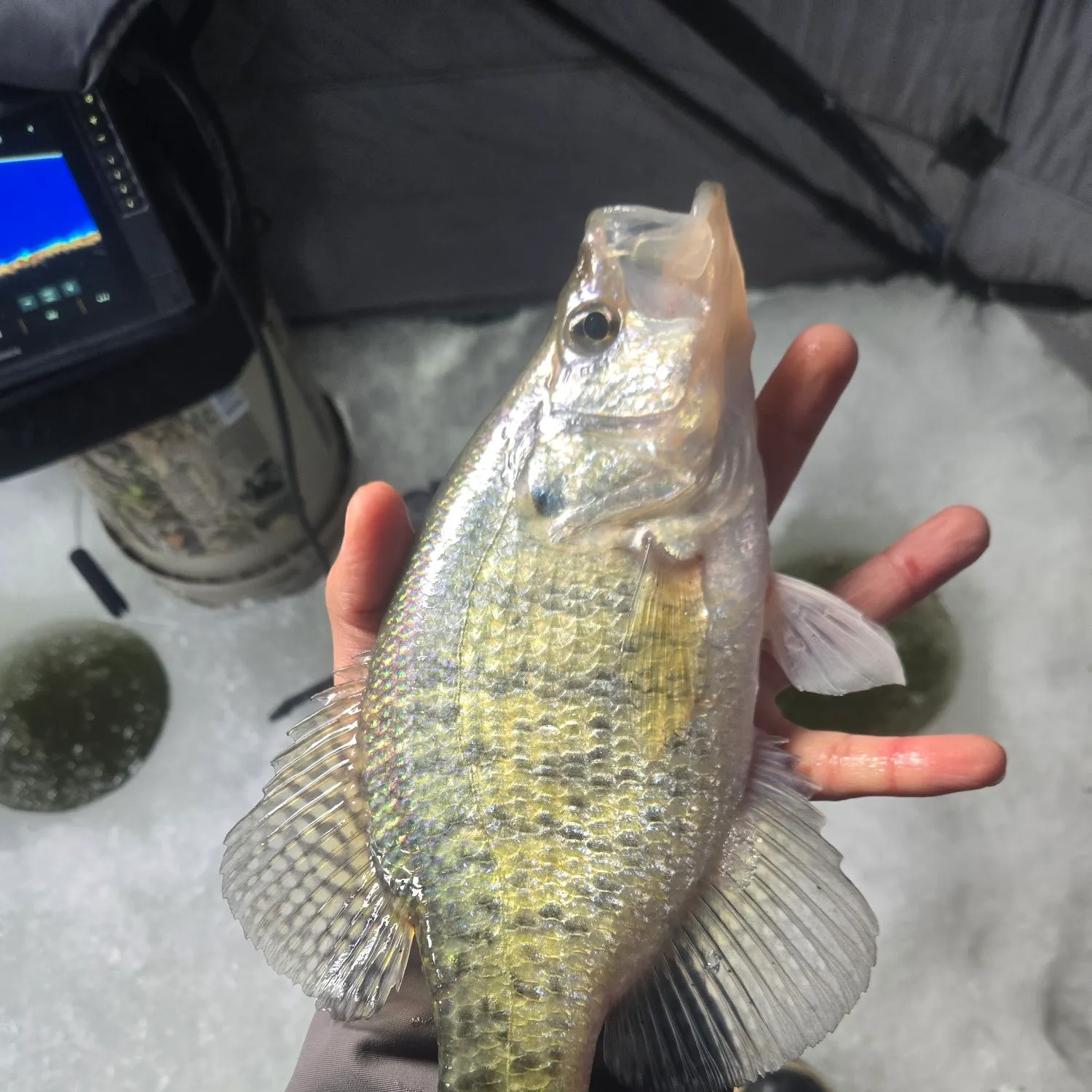 The most recent White crappie catches on Fishbrain