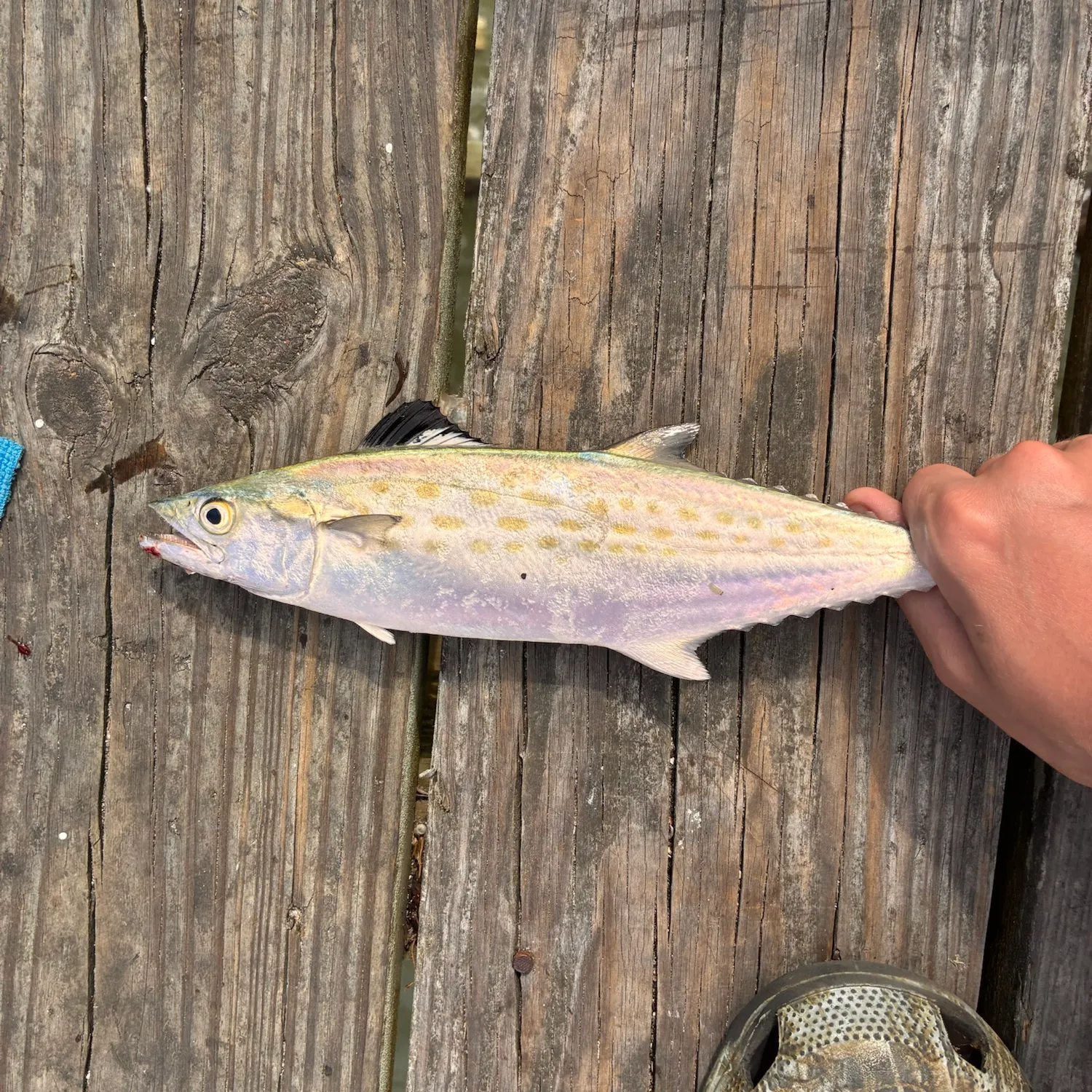 Spanish mackerel caught on Fishbrain