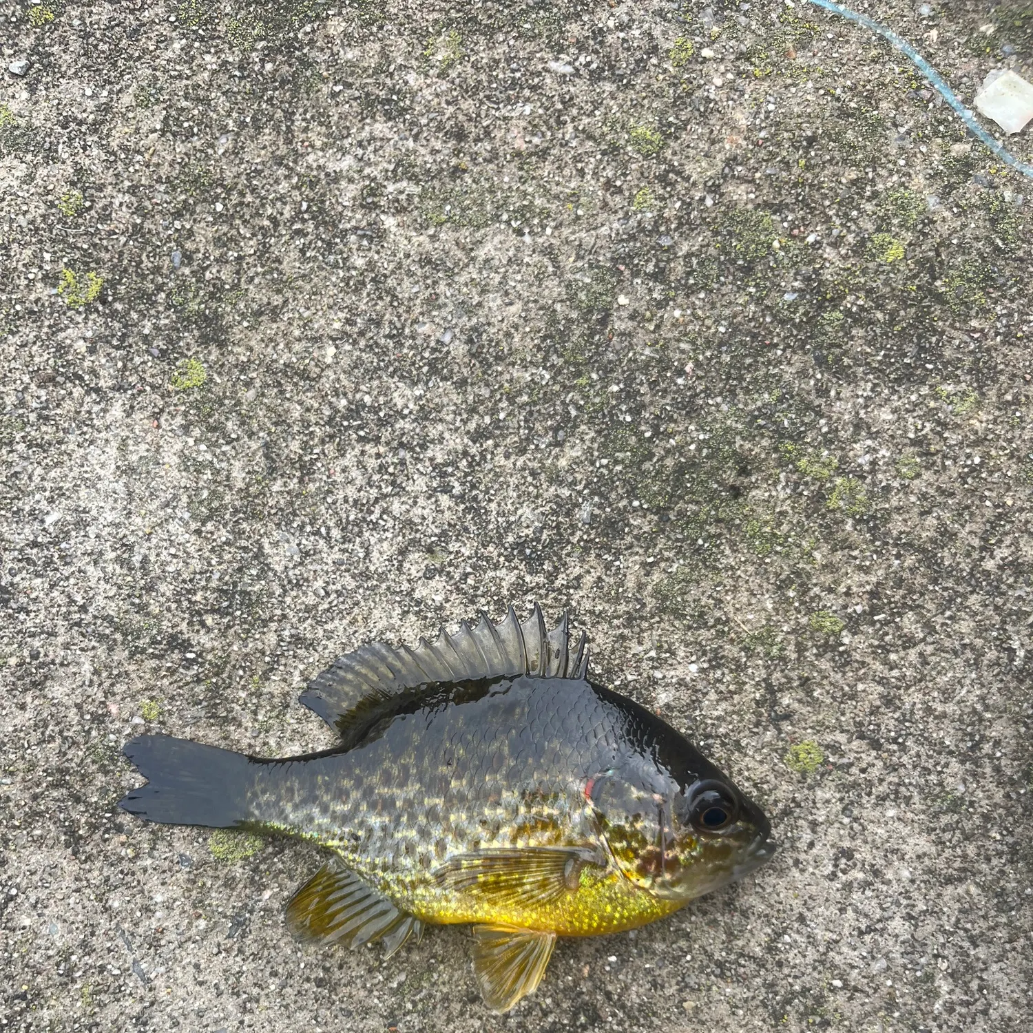 Pumpkinseed caught on Fishbrain