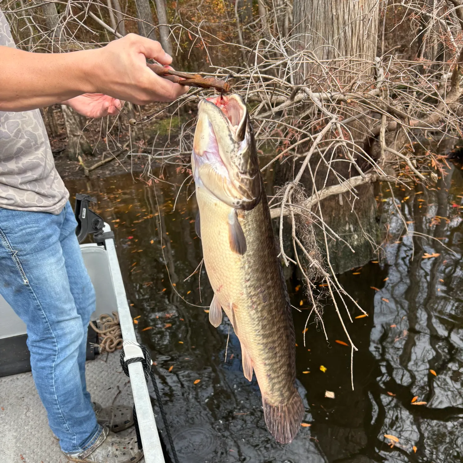The most recent River blackfish catches on Fishbrain