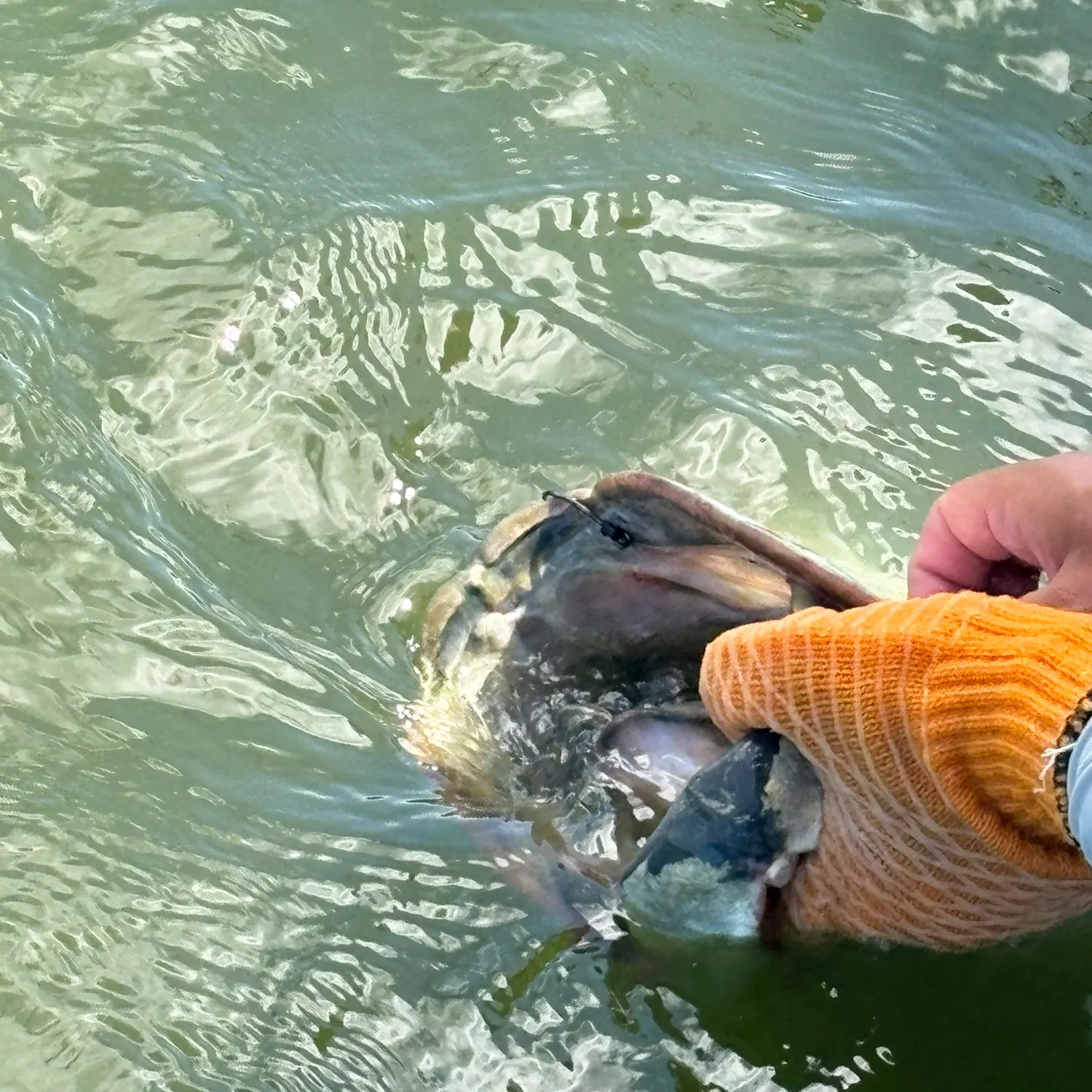 catch