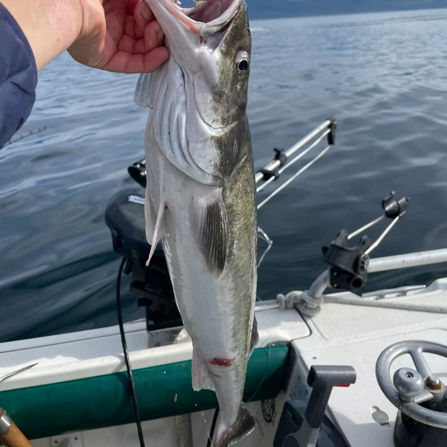 Sablefish caught on Fishbrain
