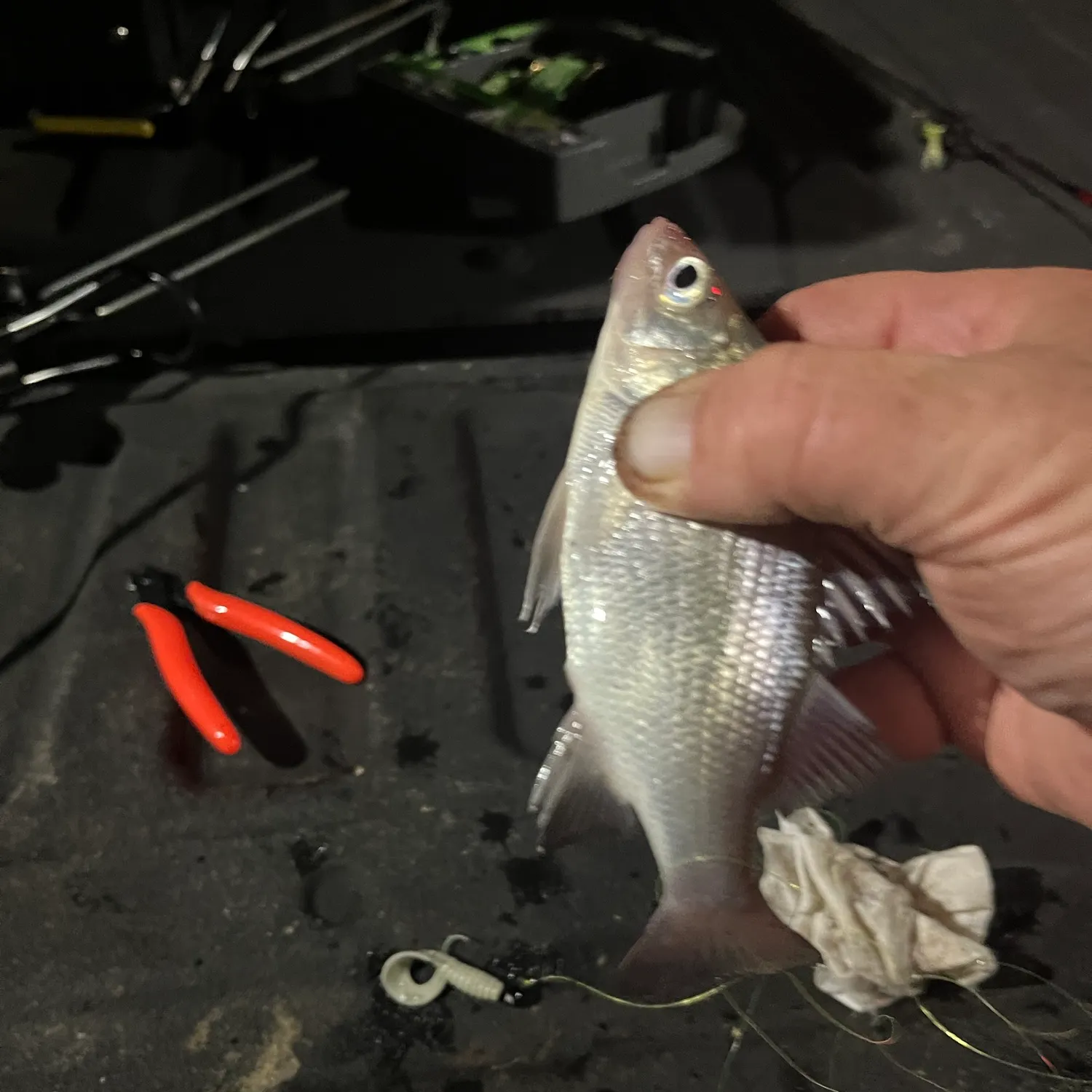 White perch caught on Fishbrain
