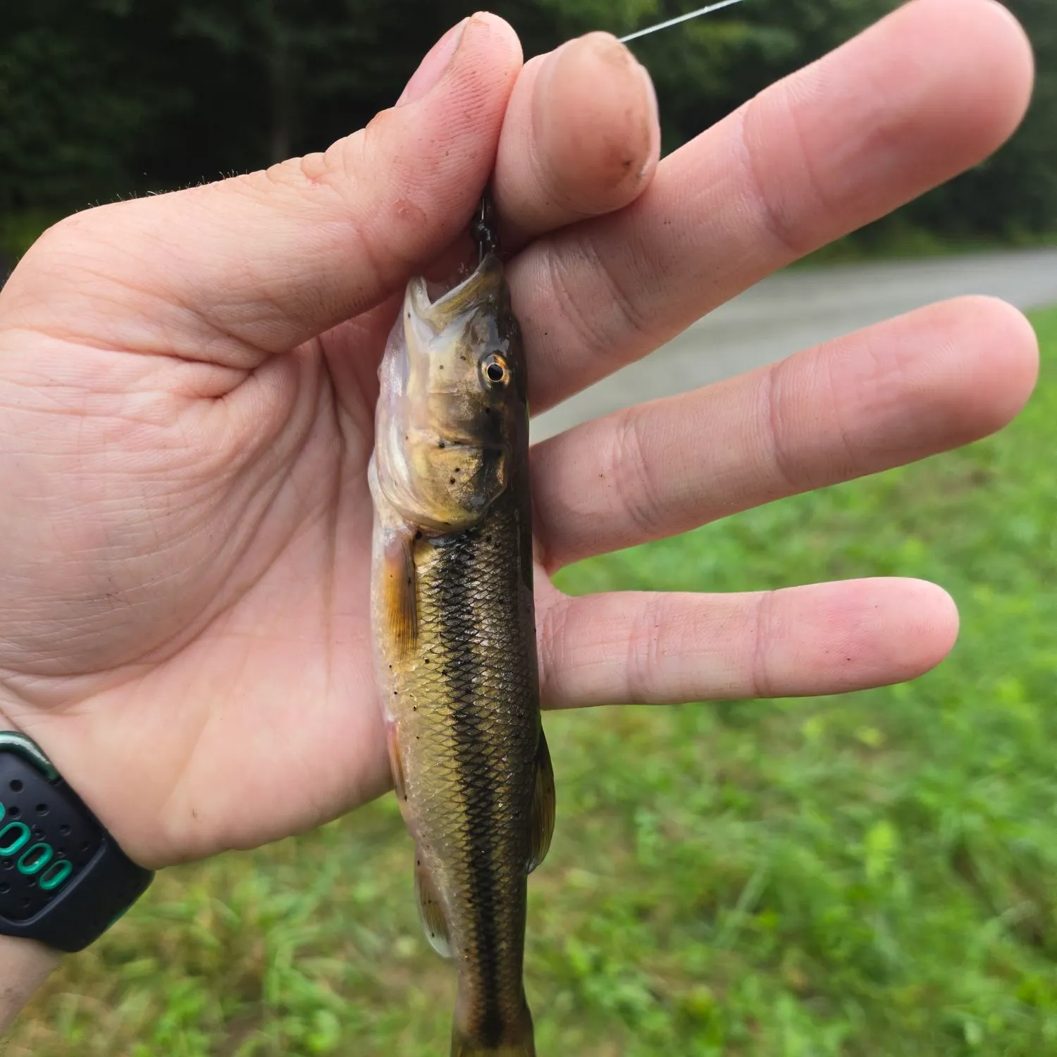 Creek chub caught on Fishbrain
