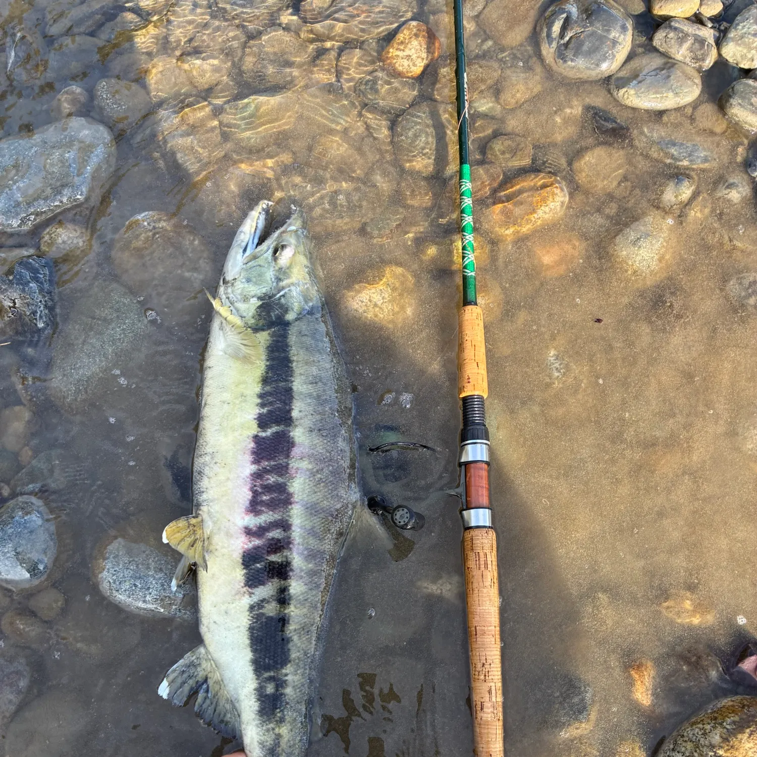 Chum salmon caught on Fishbrain