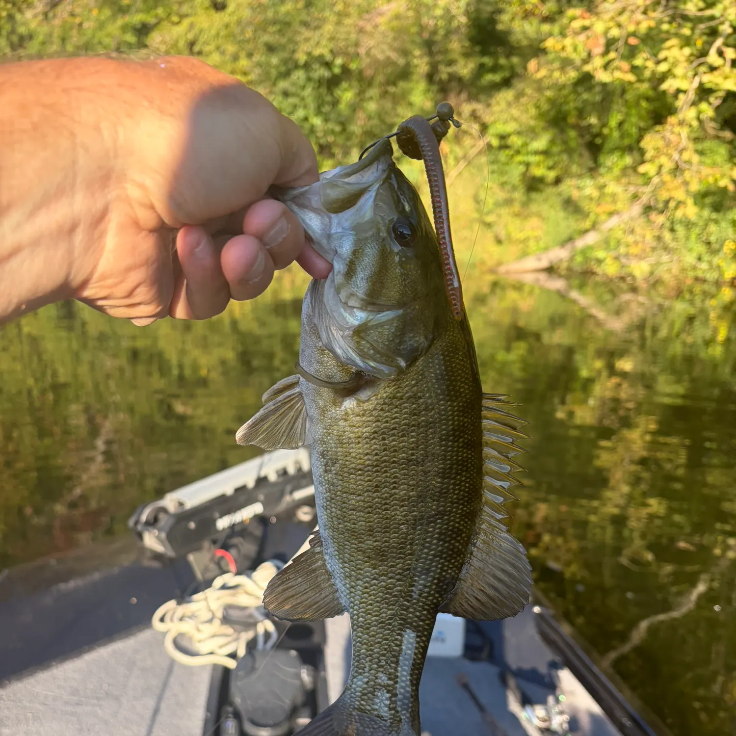 Smallmouth bass caught on Fishbrain