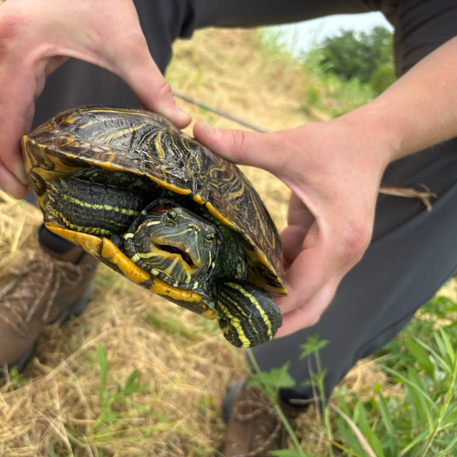 Pond slider turtle caught on Fishbrain