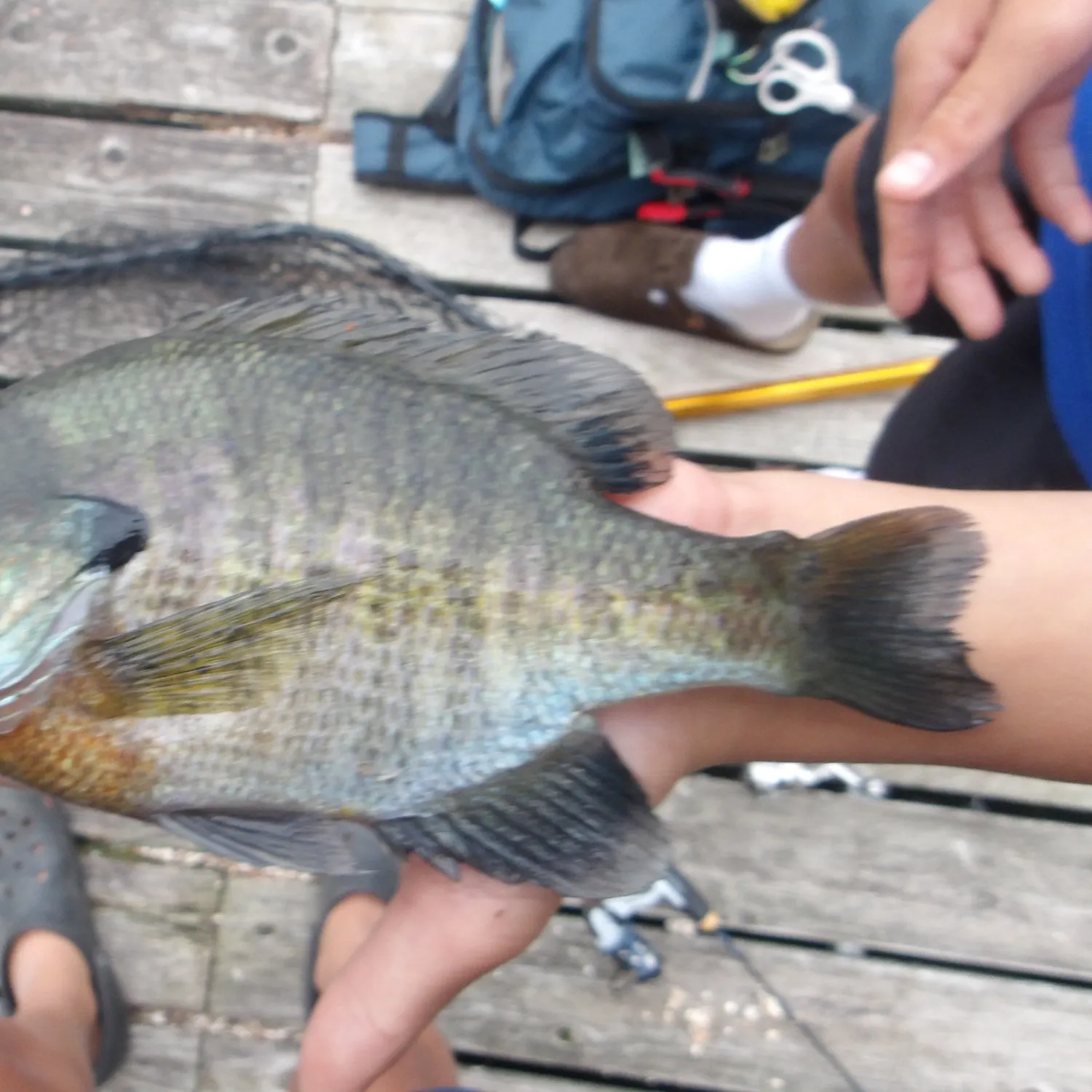 Bluegill caught on Fishbrain