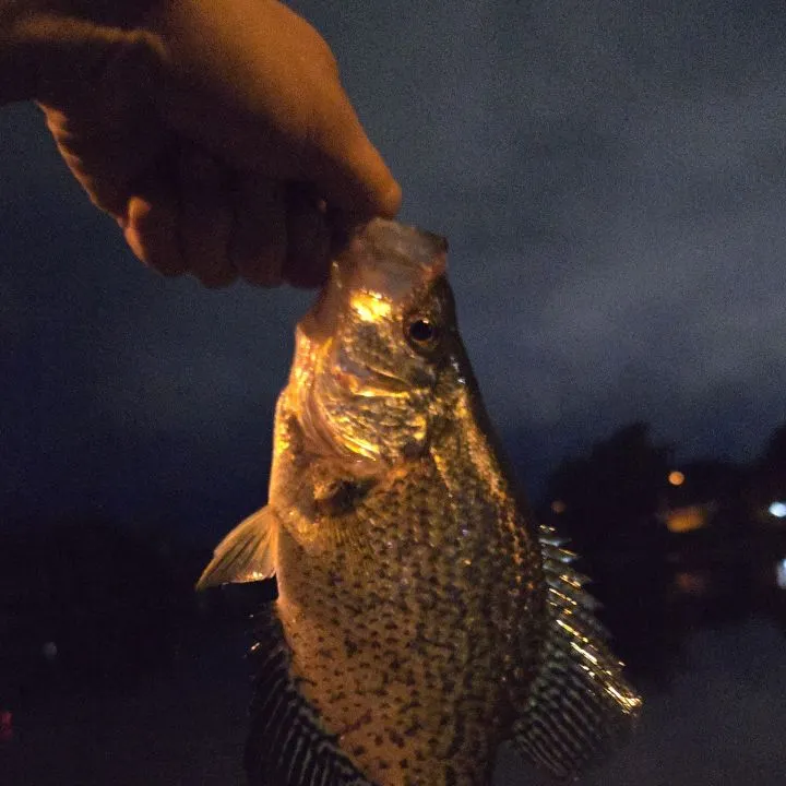 Black crappie caught on Fishbrain