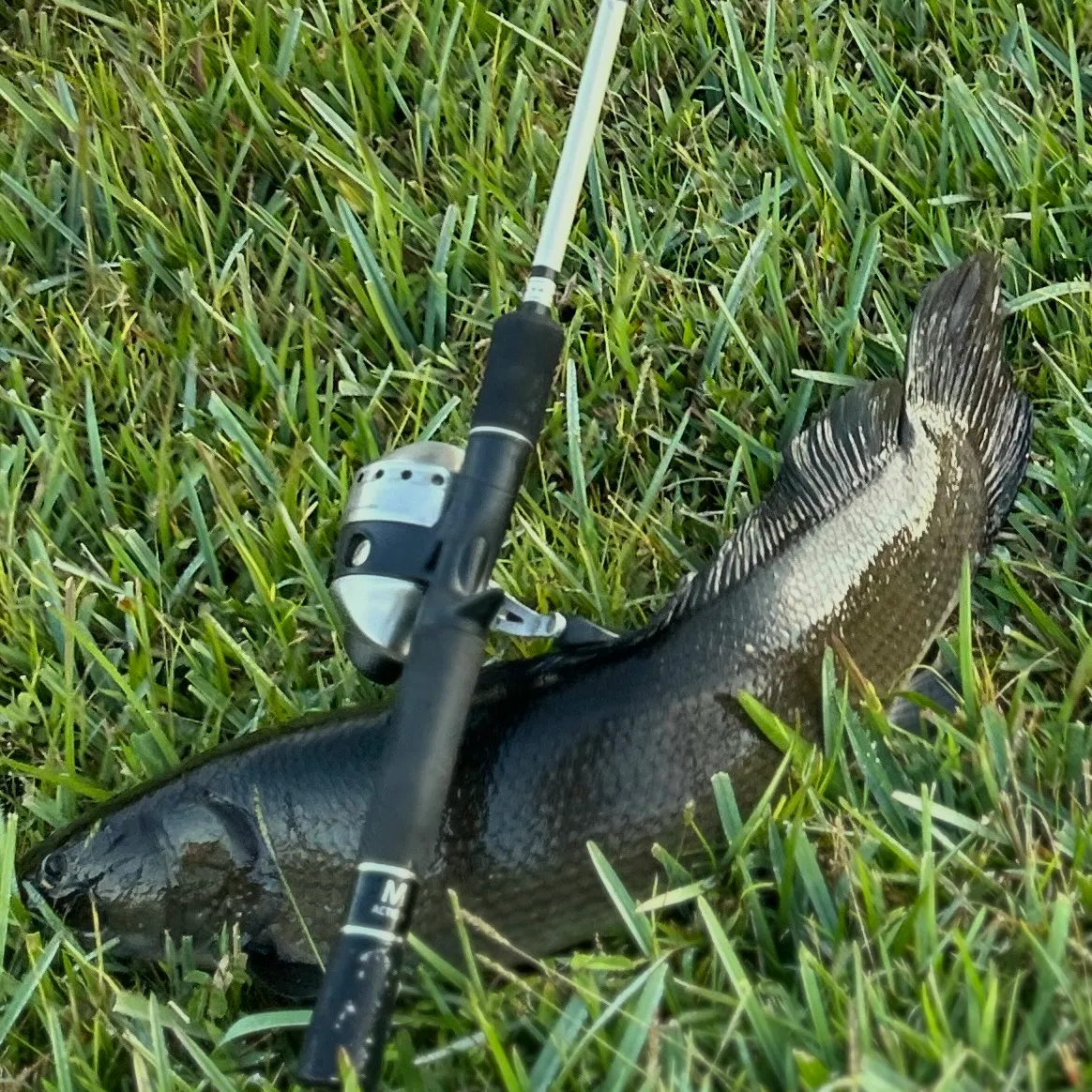 The most recent Eyetail bowfin catches on Fishbrain