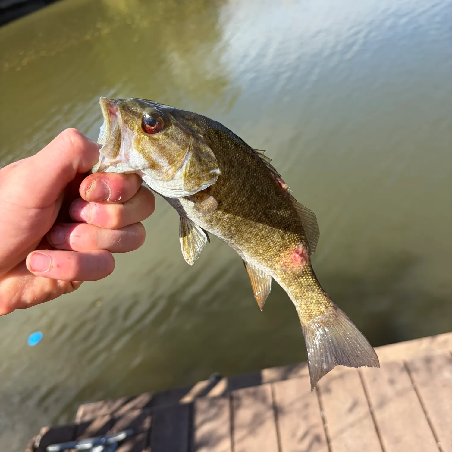 Smallmouth bass caught on Fishbrain