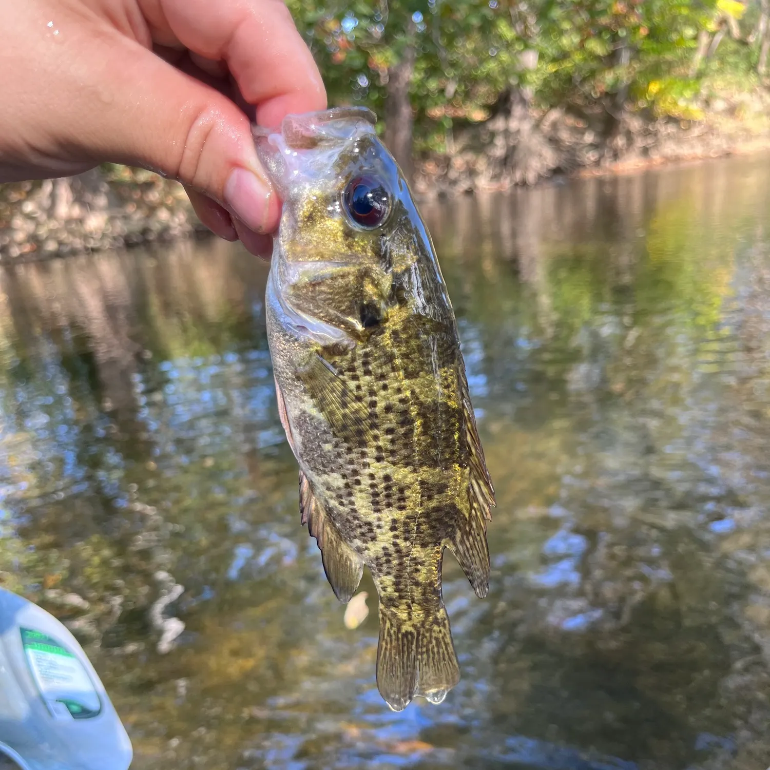 Rock bass caught on Fishbrain